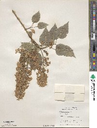 Syringa vulgaris image