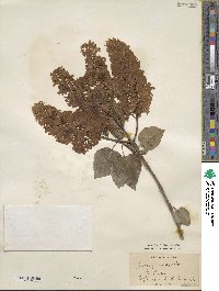 Syringa vulgaris image