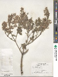 Syringa vulgaris image