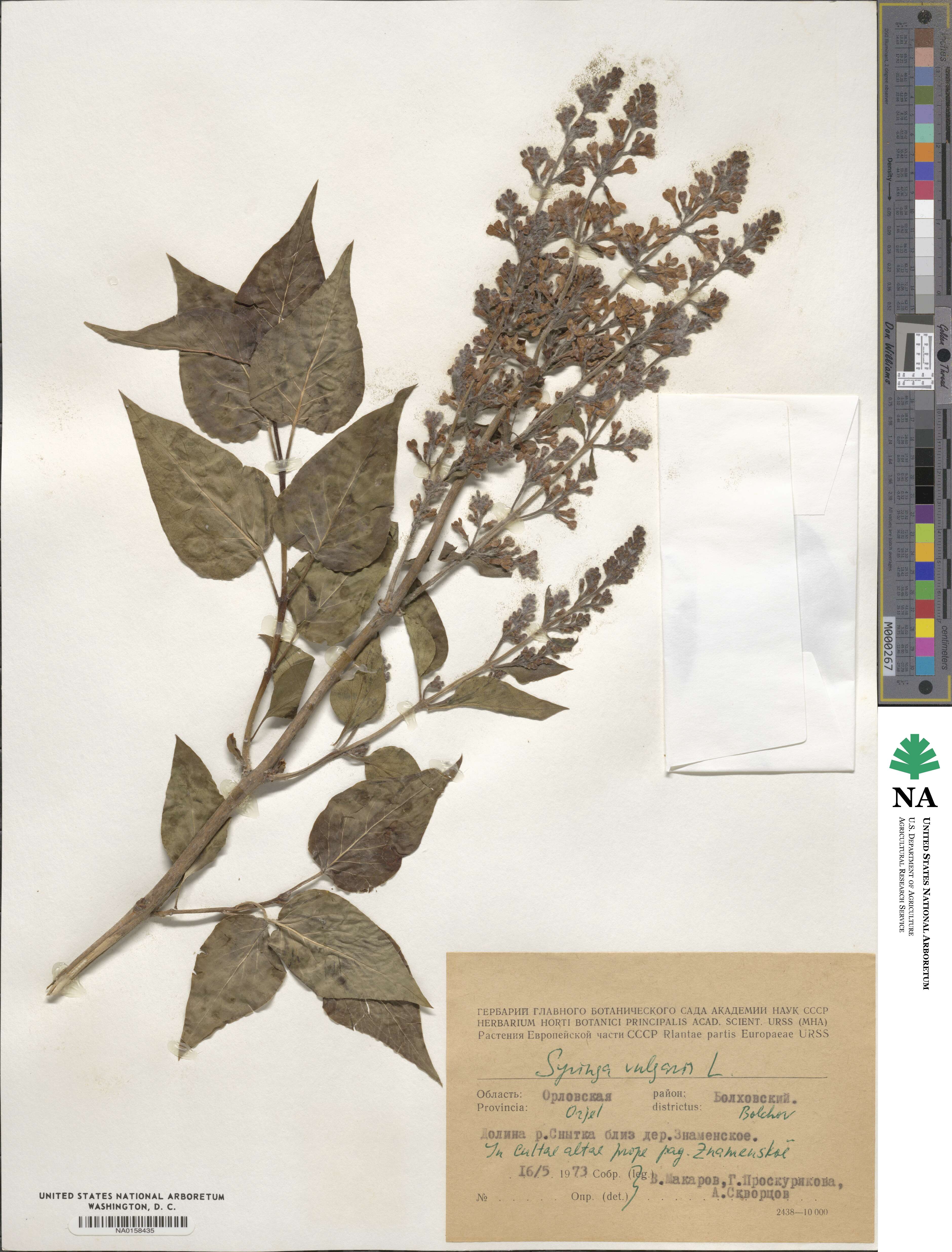 Syringa vulgaris image