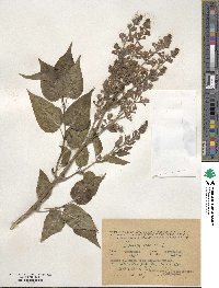 Syringa vulgaris image