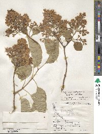 Syringa vulgaris image