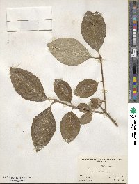 Syringa vulgaris image