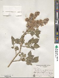 Syringa vulgaris image