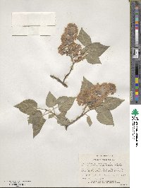 Syringa vulgaris image