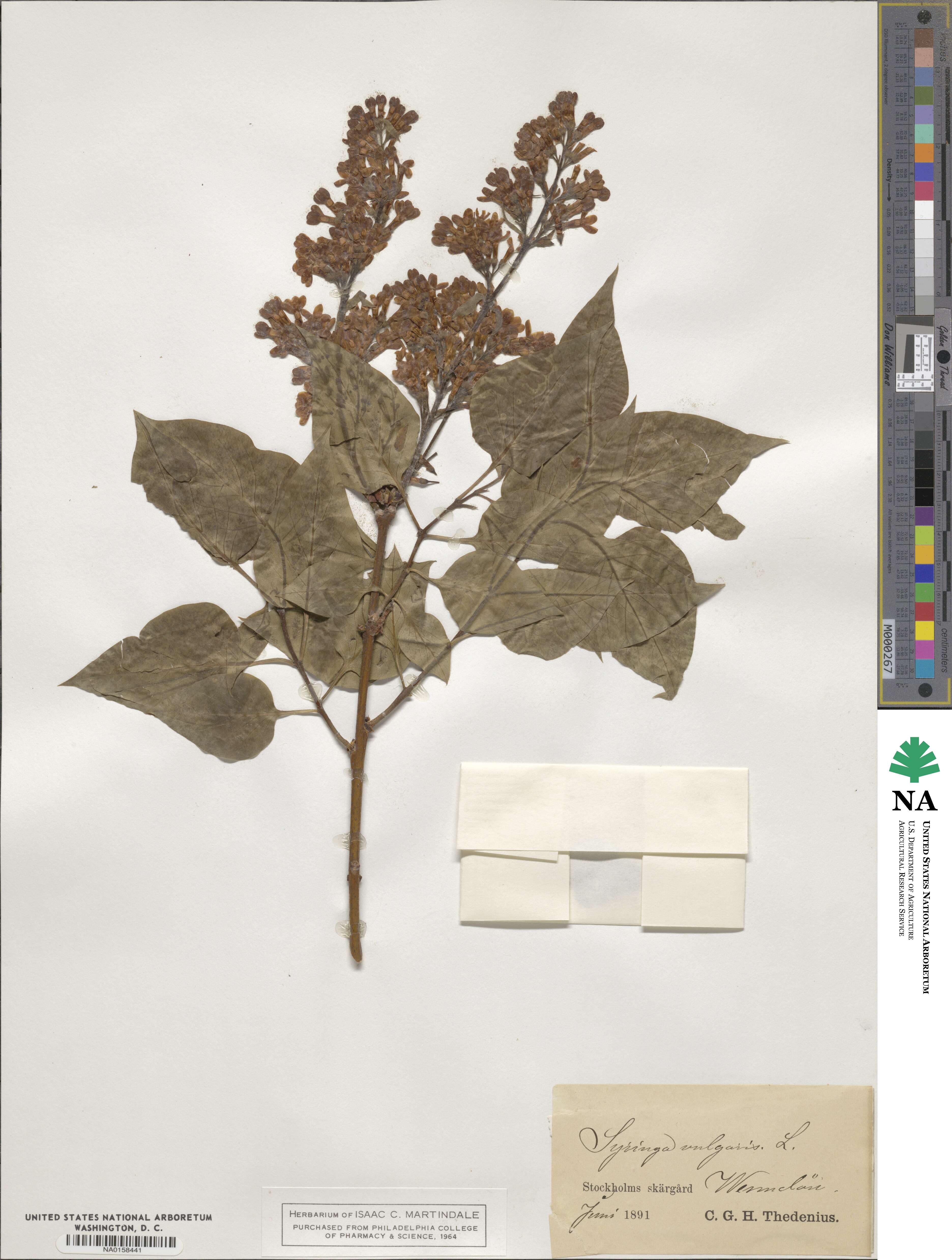 Syringa vulgaris image