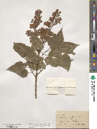 Syringa vulgaris image