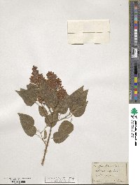 Syringa vulgaris image