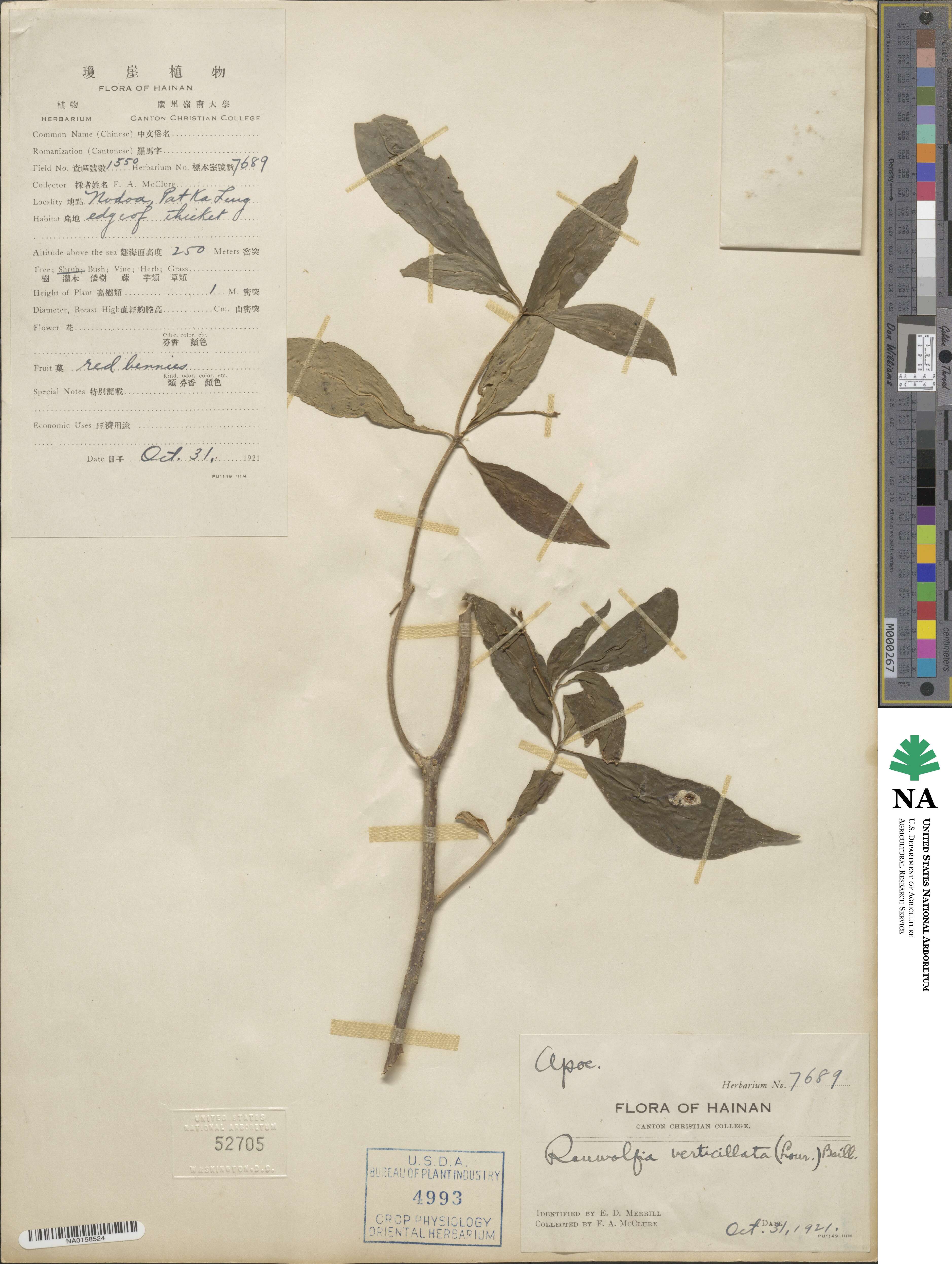 Rauvolfia verticillata image
