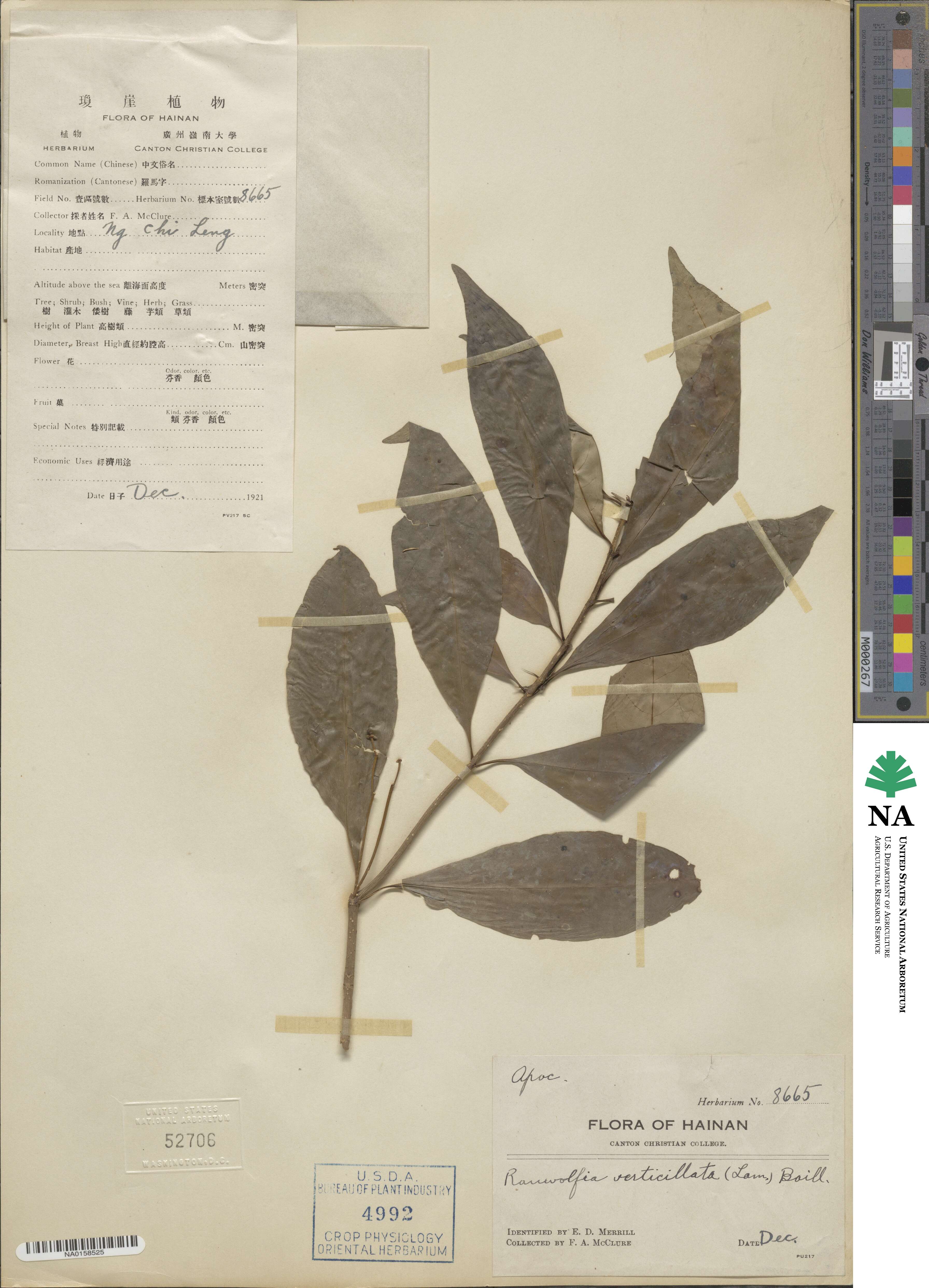 Rauvolfia verticillata image