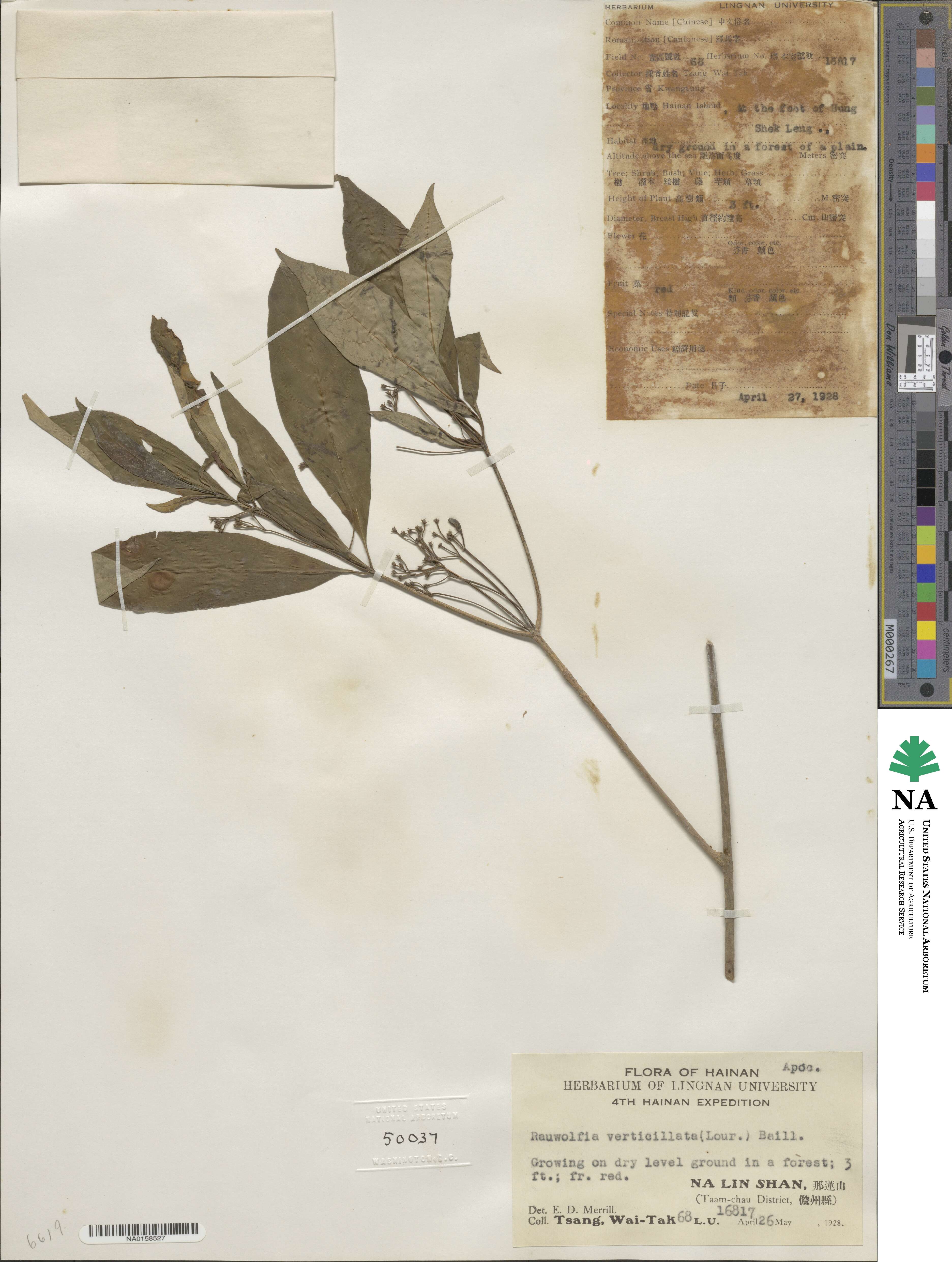 Rauvolfia verticillata image