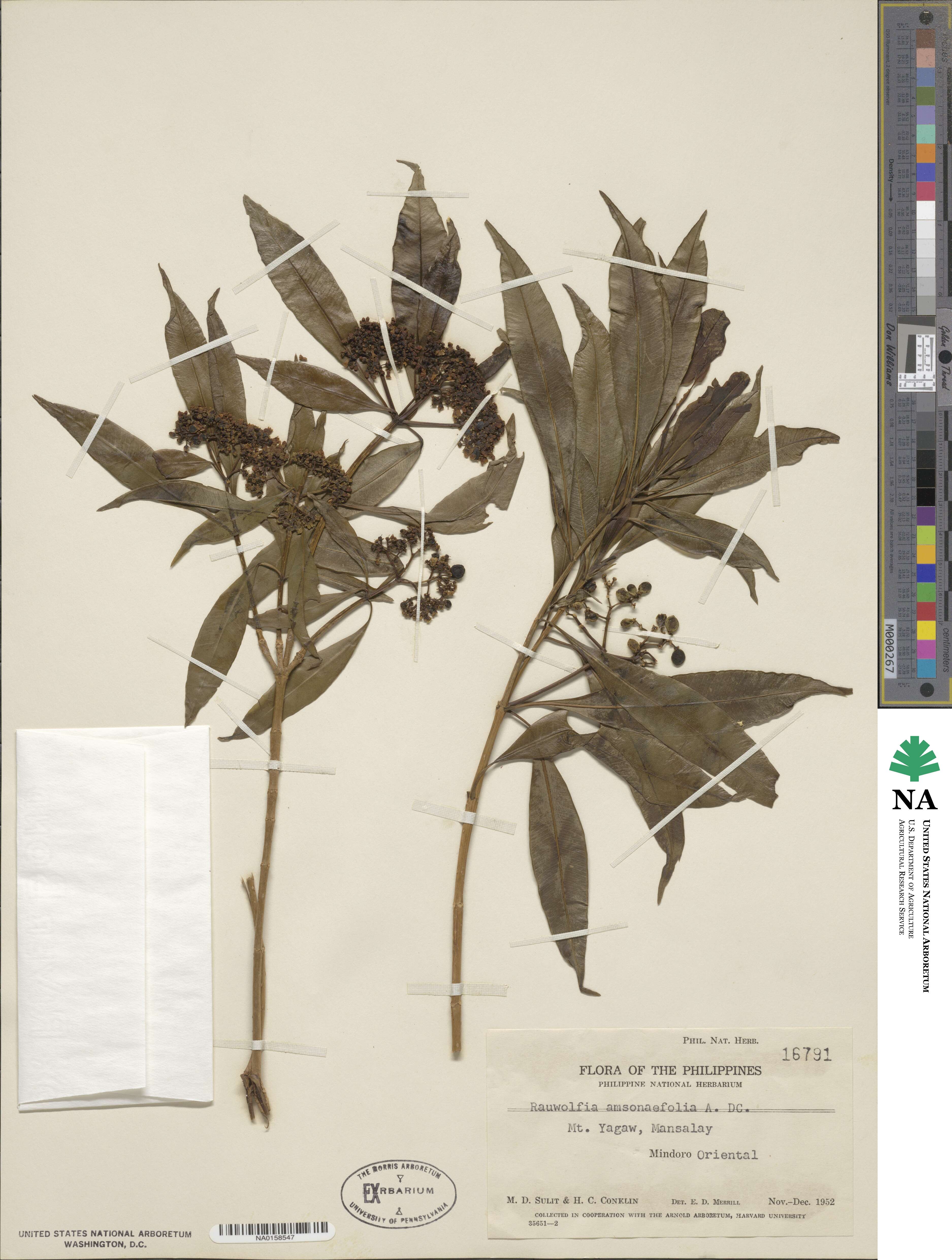 Rauvolfia amsoniifolia image