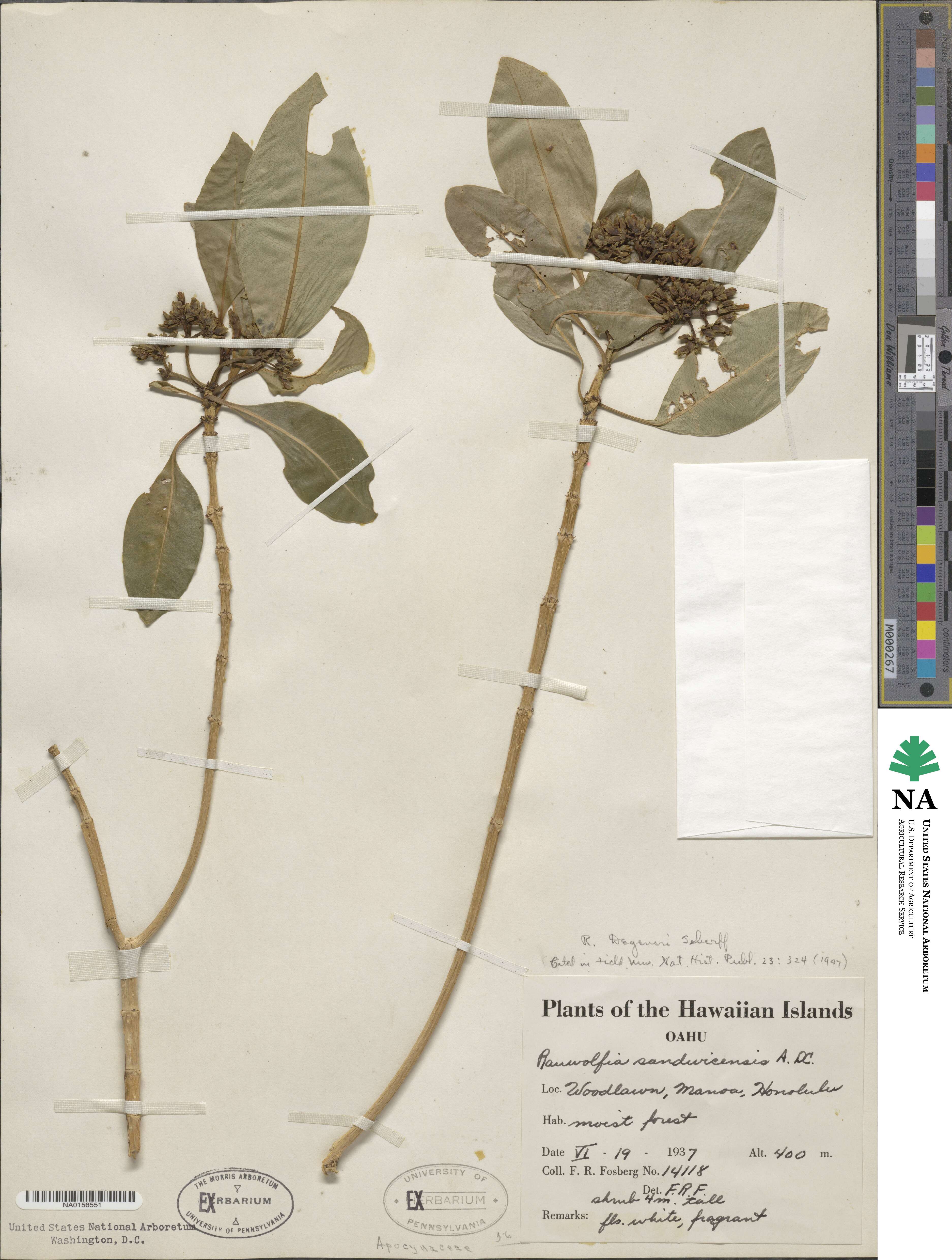 Rauvolfia sandwicensis image