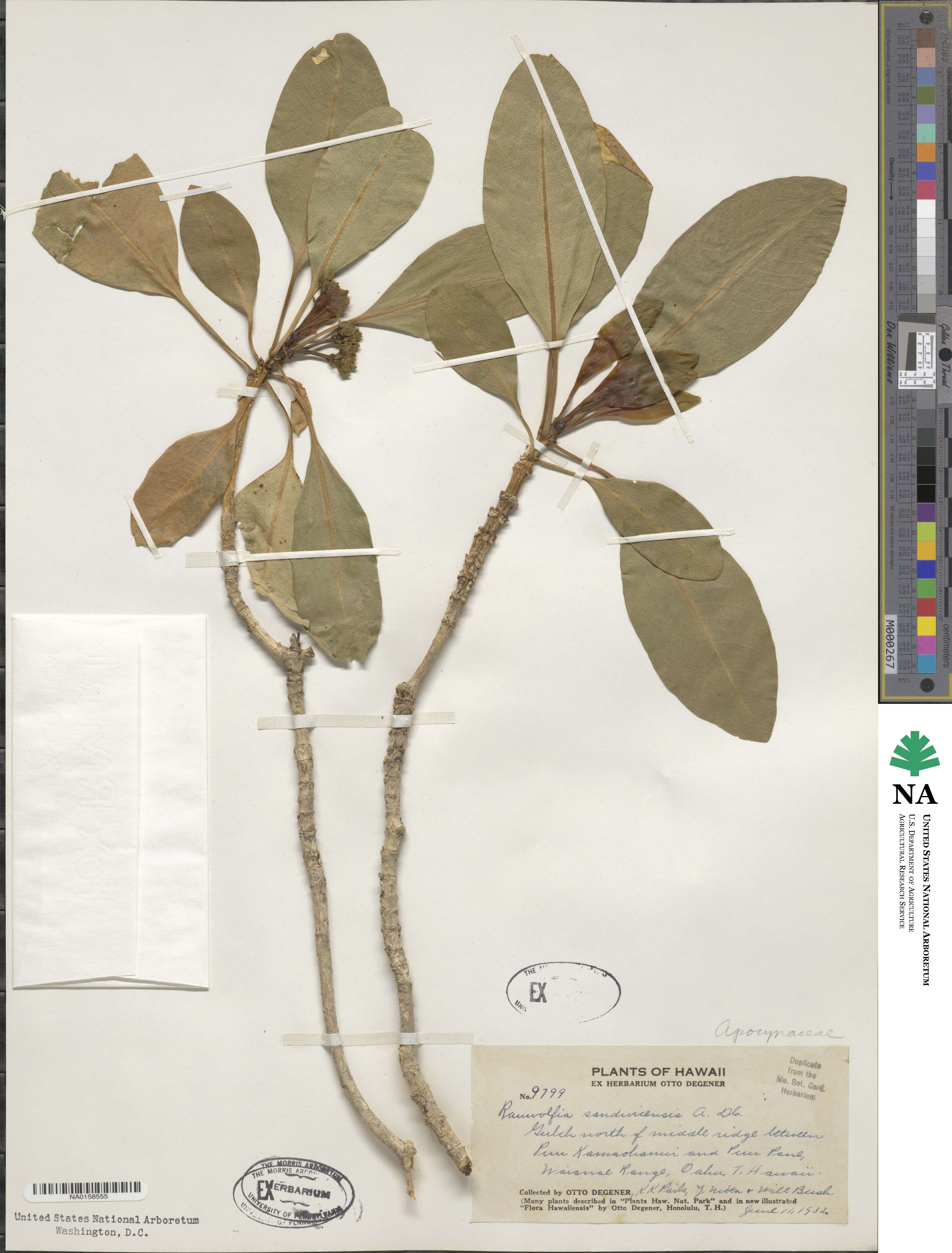 Rauvolfia sandwicensis image