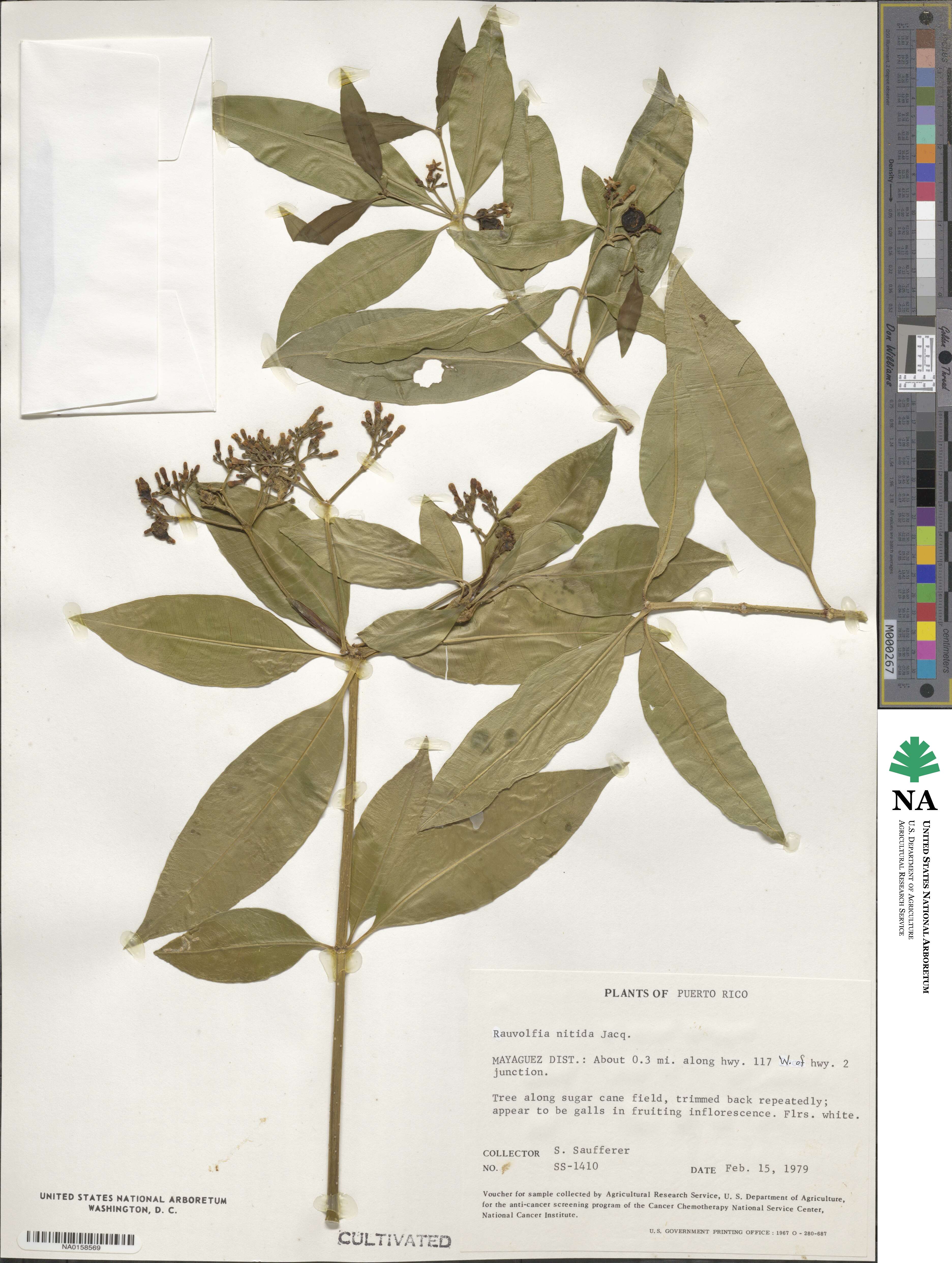 Rauvolfia nitida image