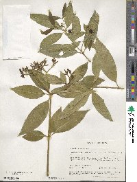 Rauvolfia nitida image