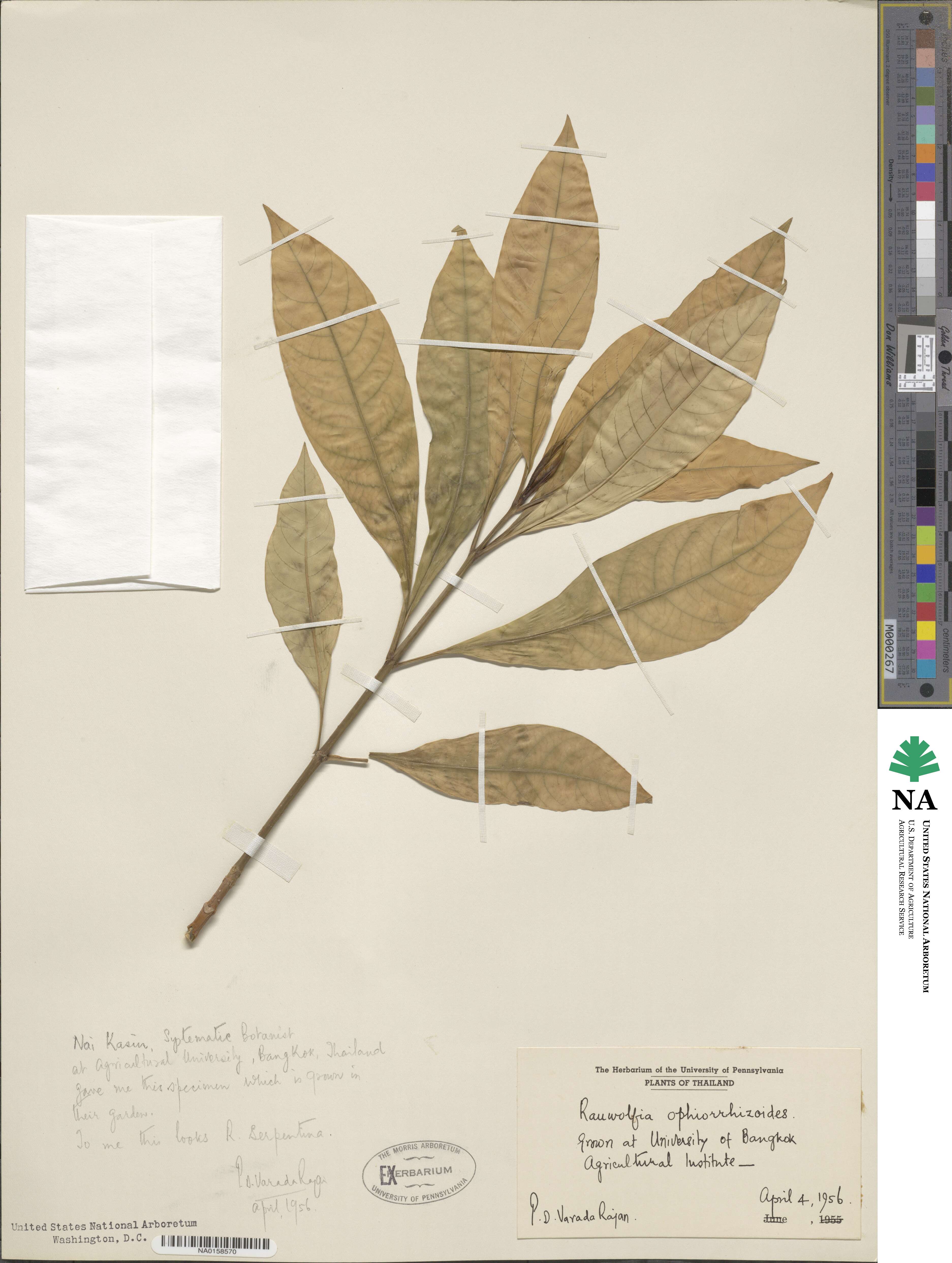 Rauvolfia verticillata image
