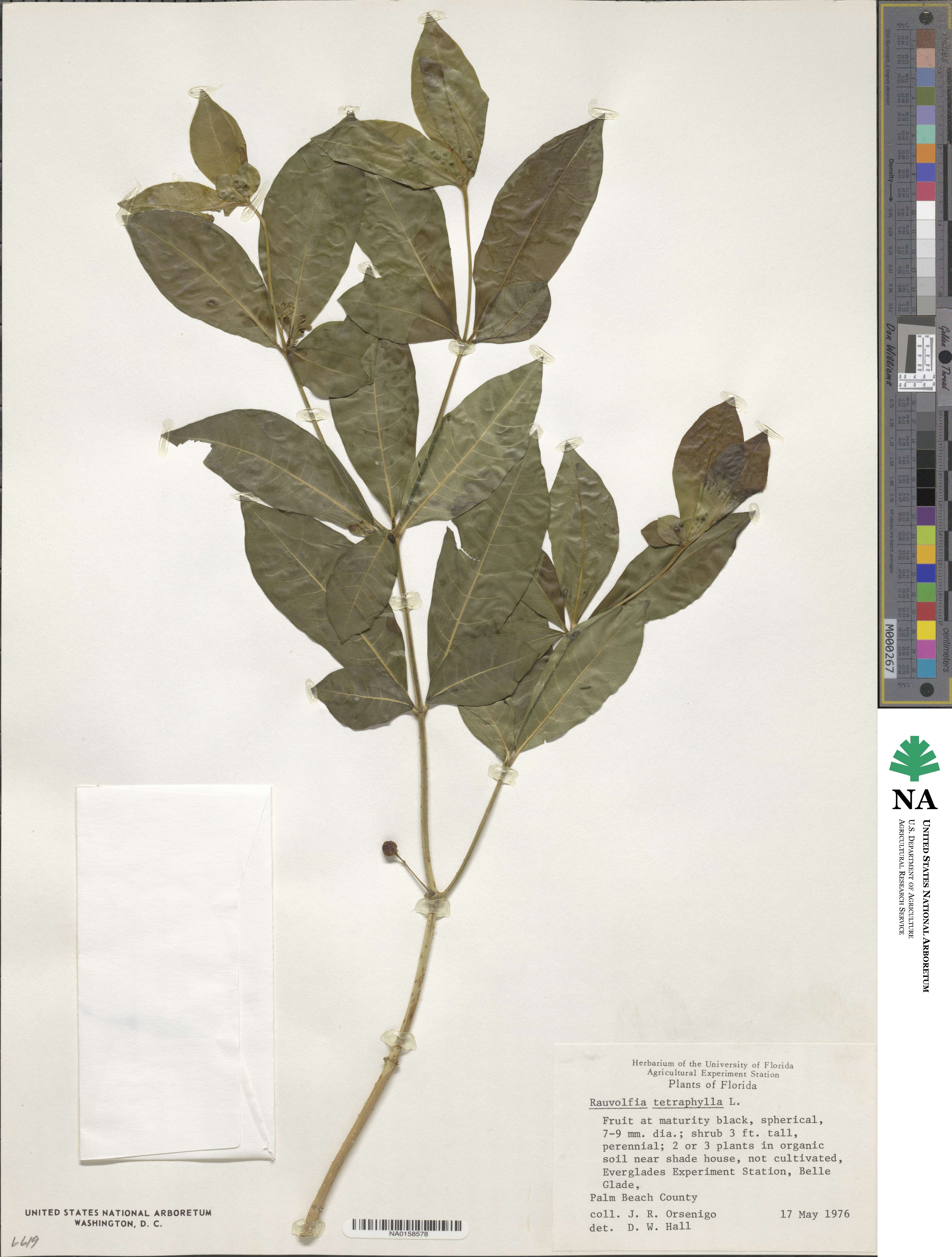 Rauvolfia tetraphylla image