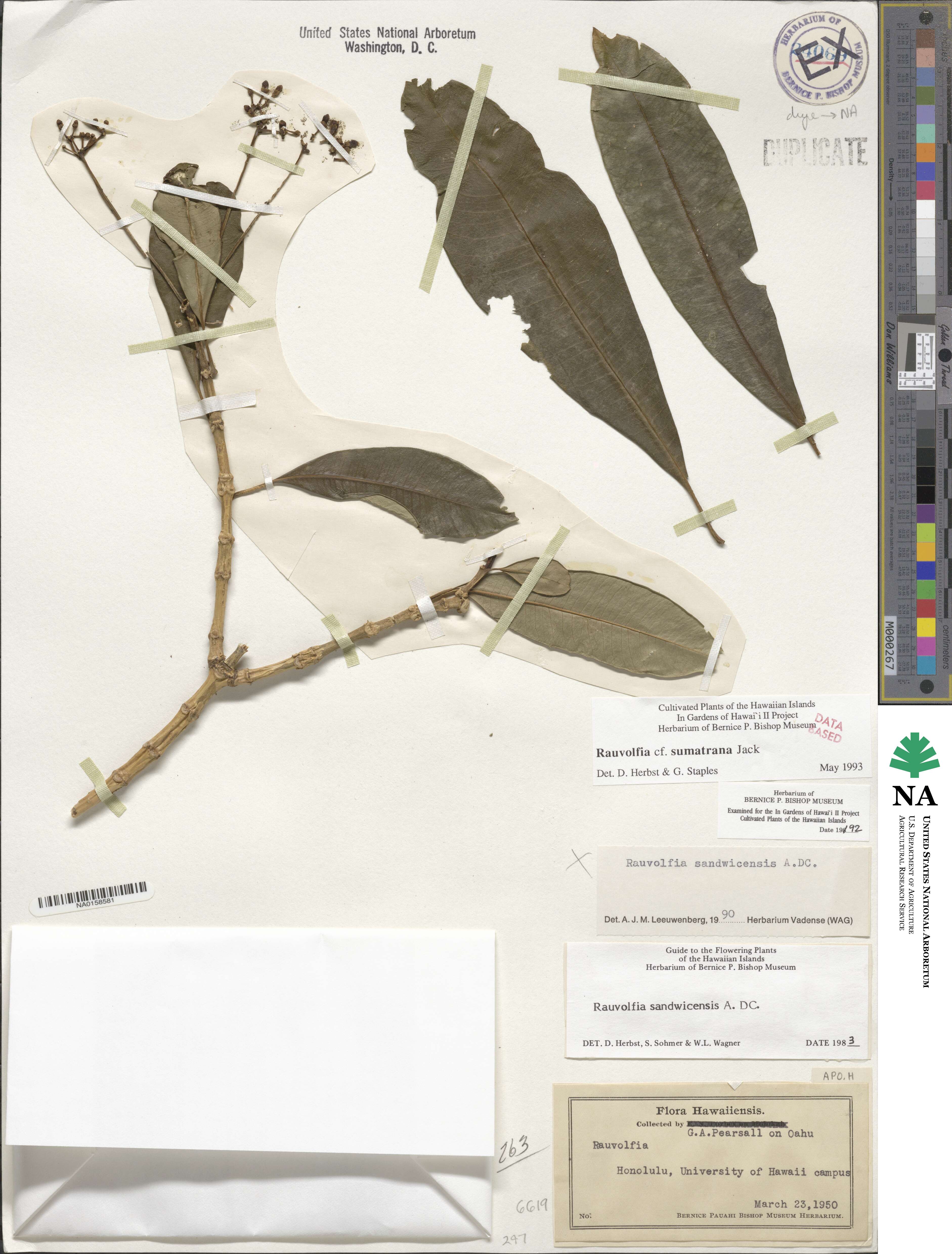 Rauvolfia sumatrana image