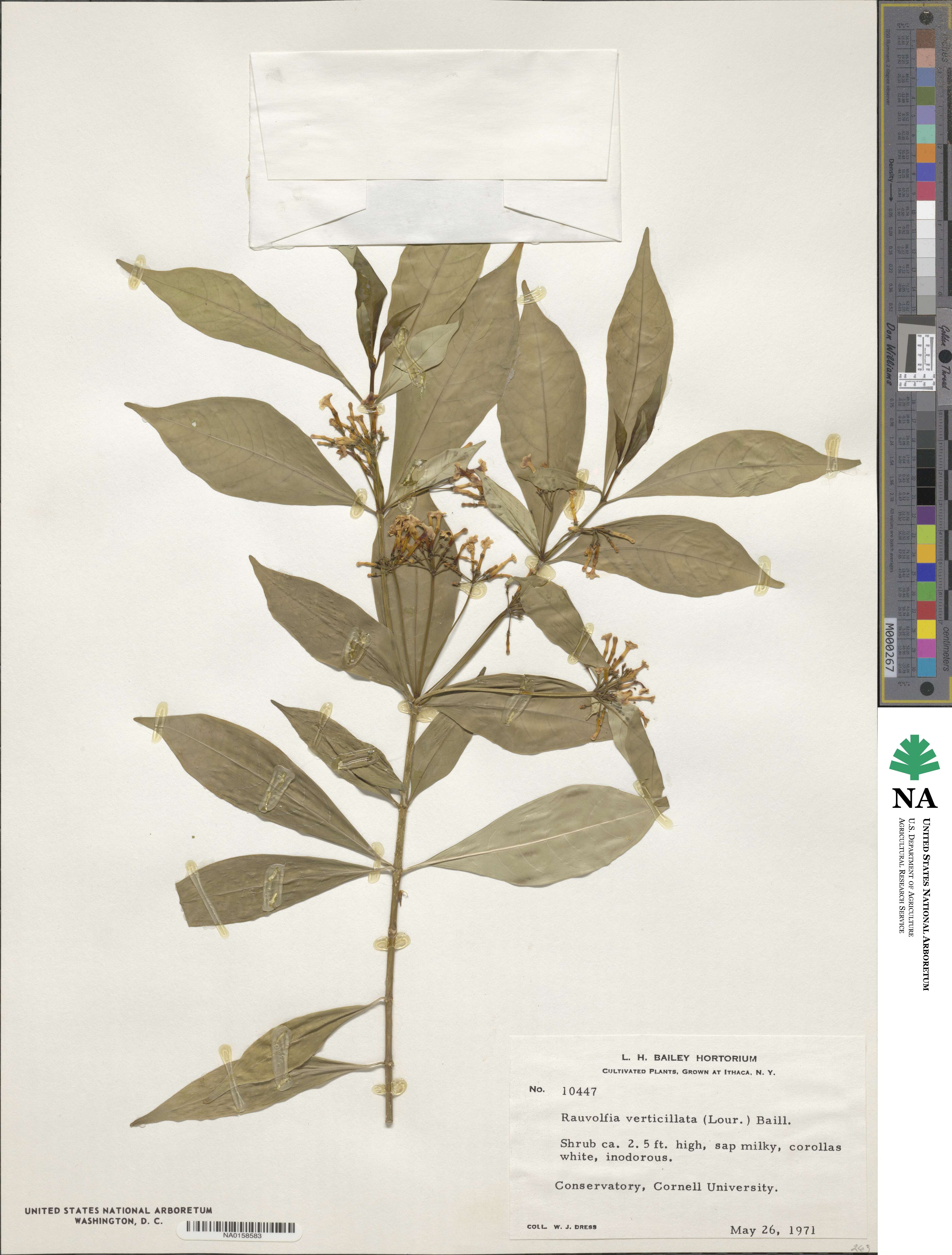 Rauvolfia verticillata image