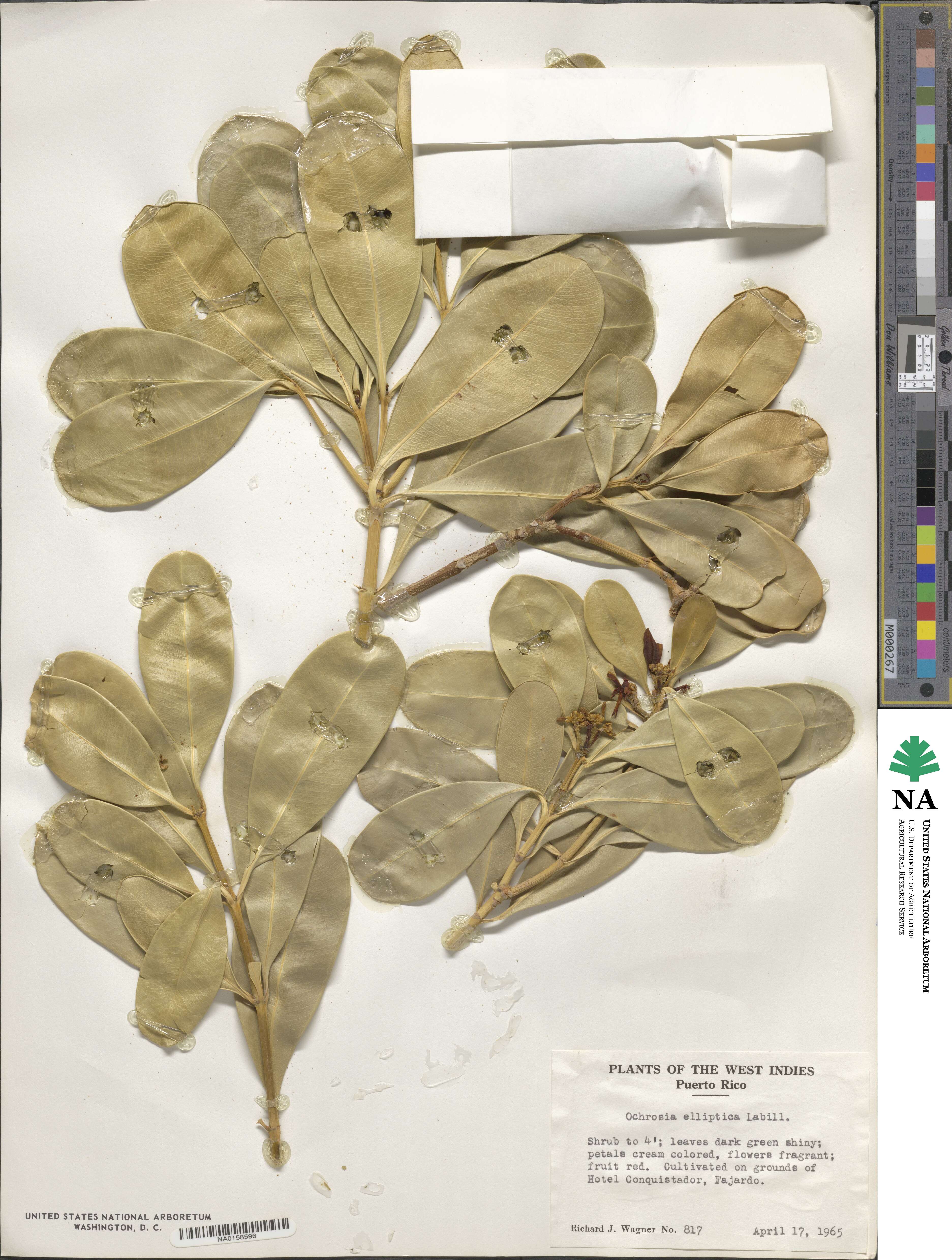 Ochrosia elliptica image