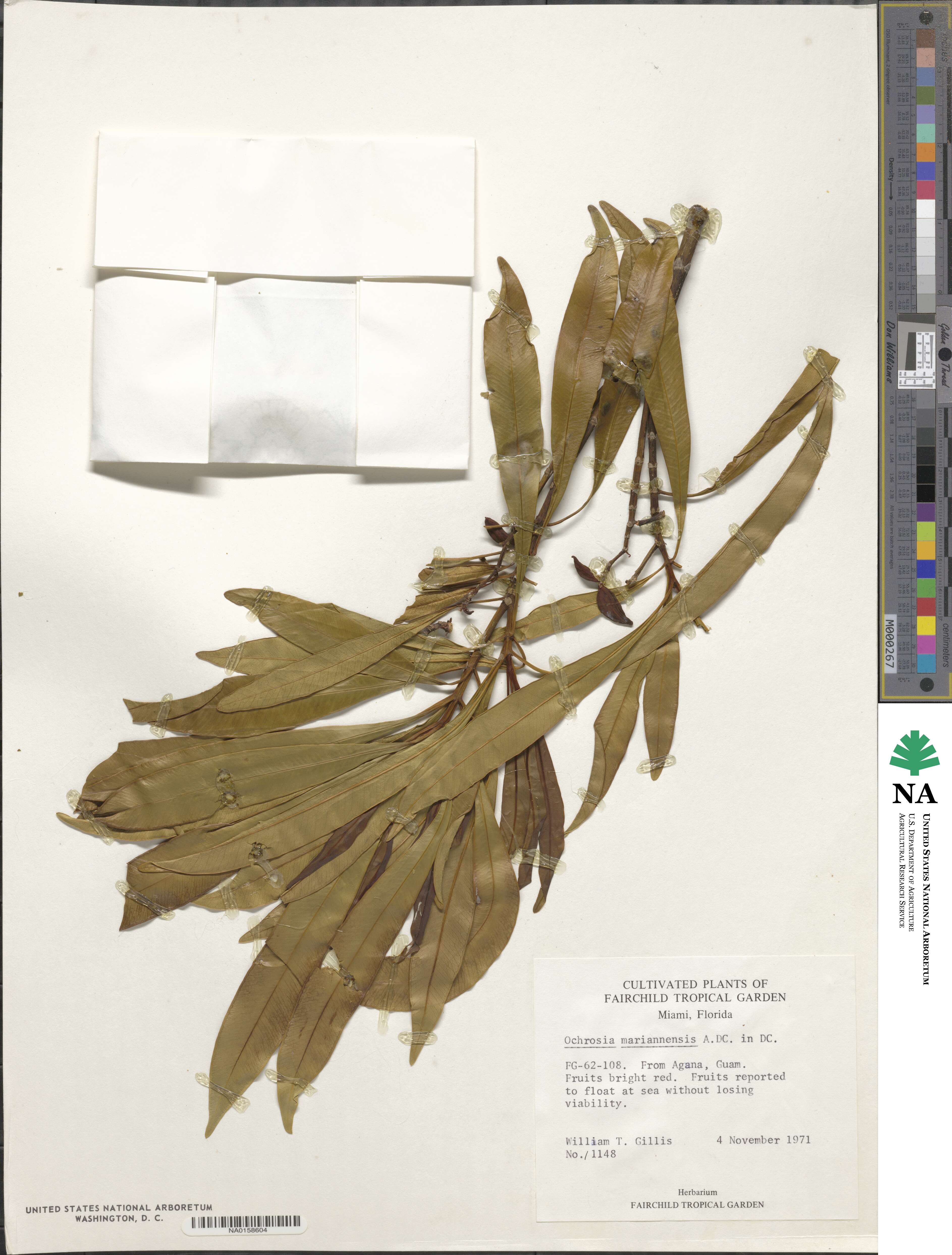 Ochrosia mariannensis image