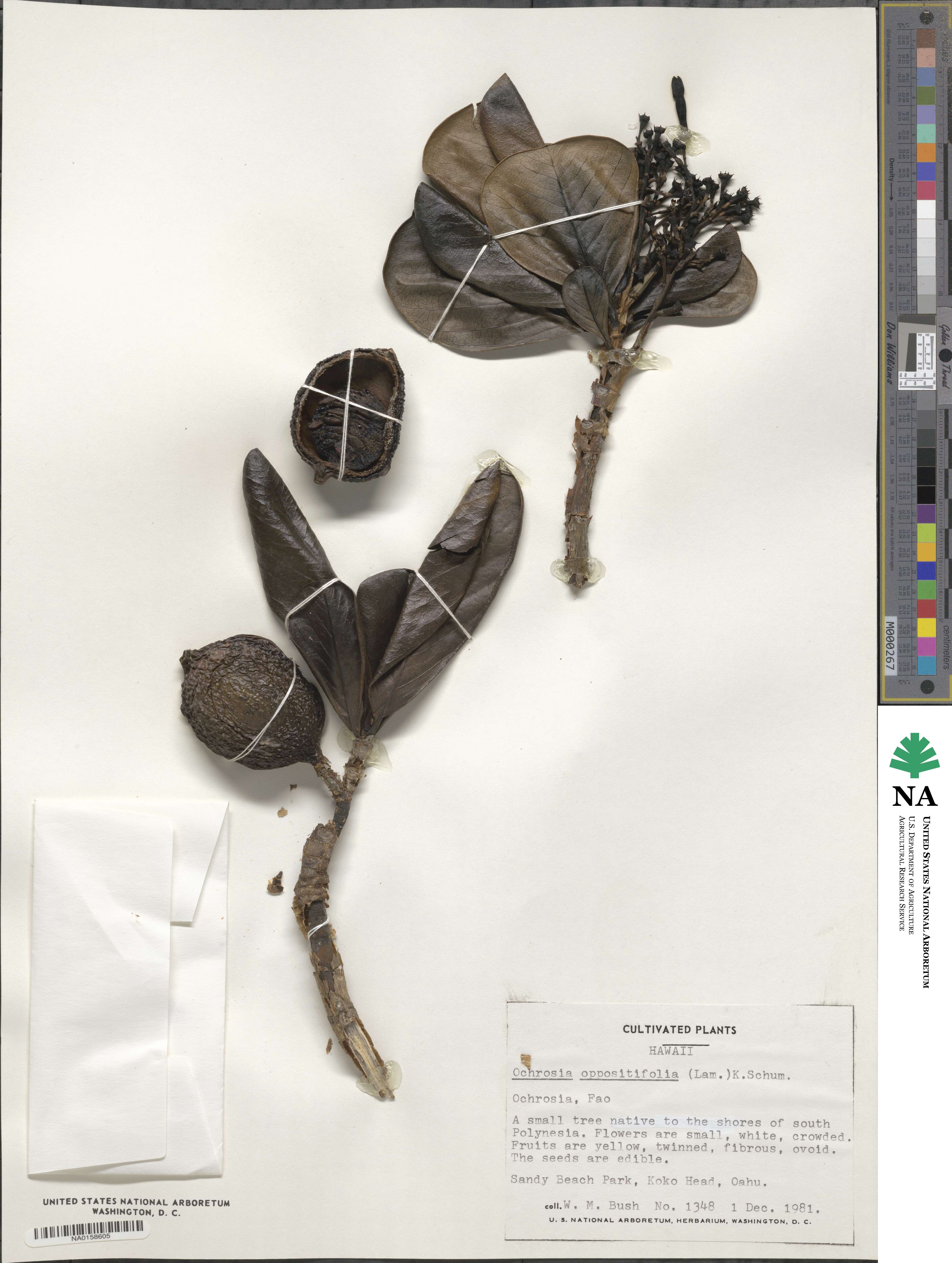 Ochrosia oppositifolia image