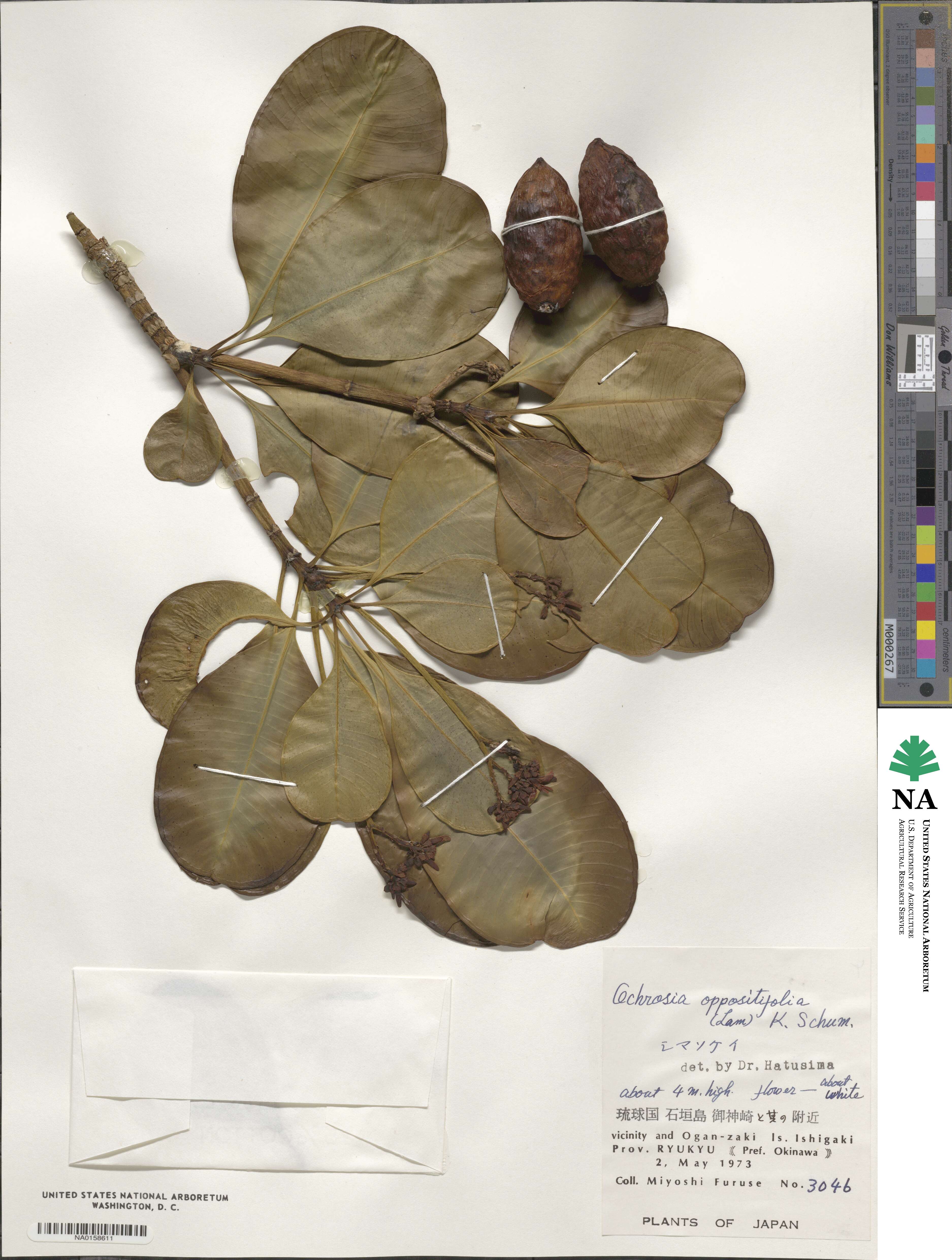 Ochrosia oppositifolia image