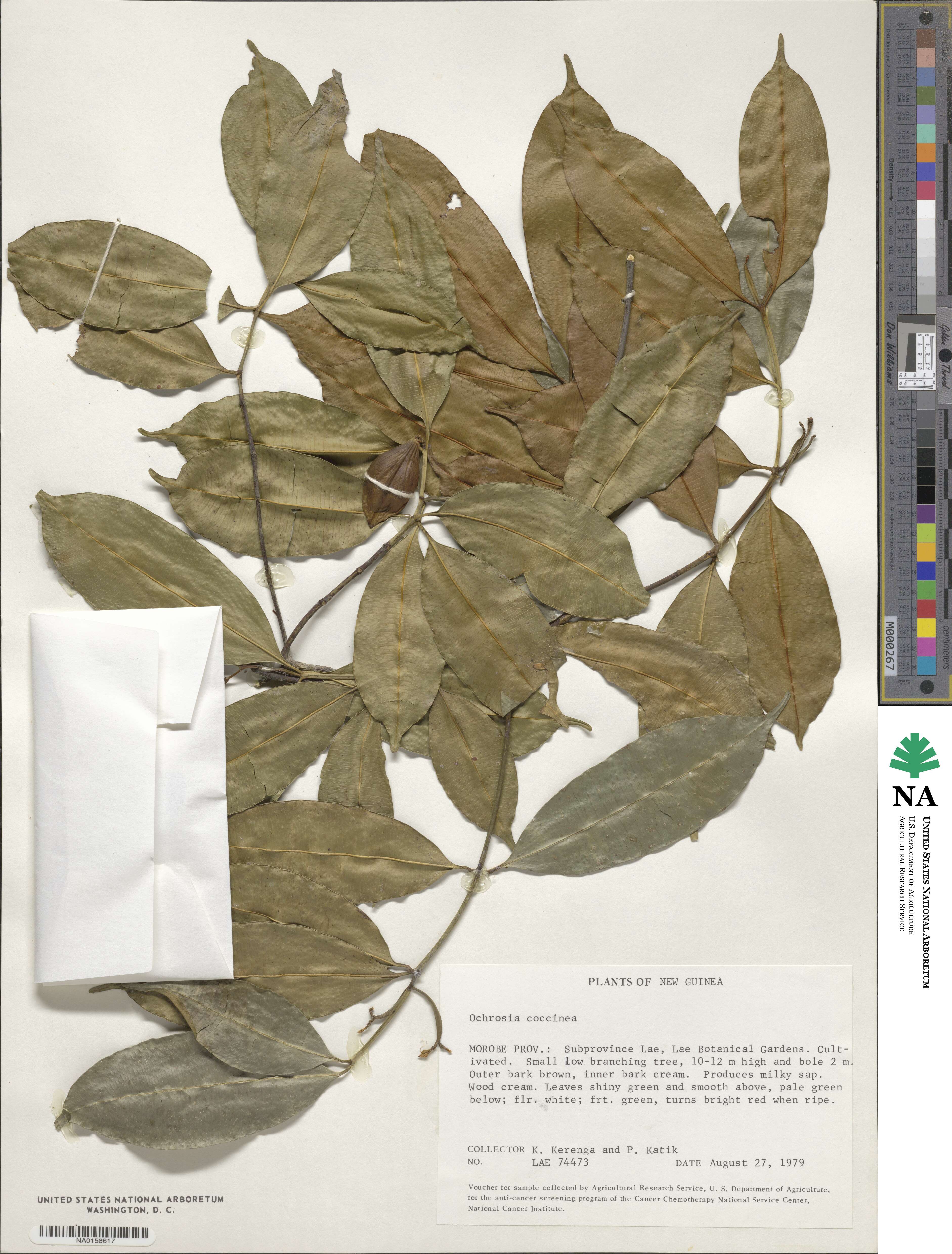 Ochrosia coccinea image