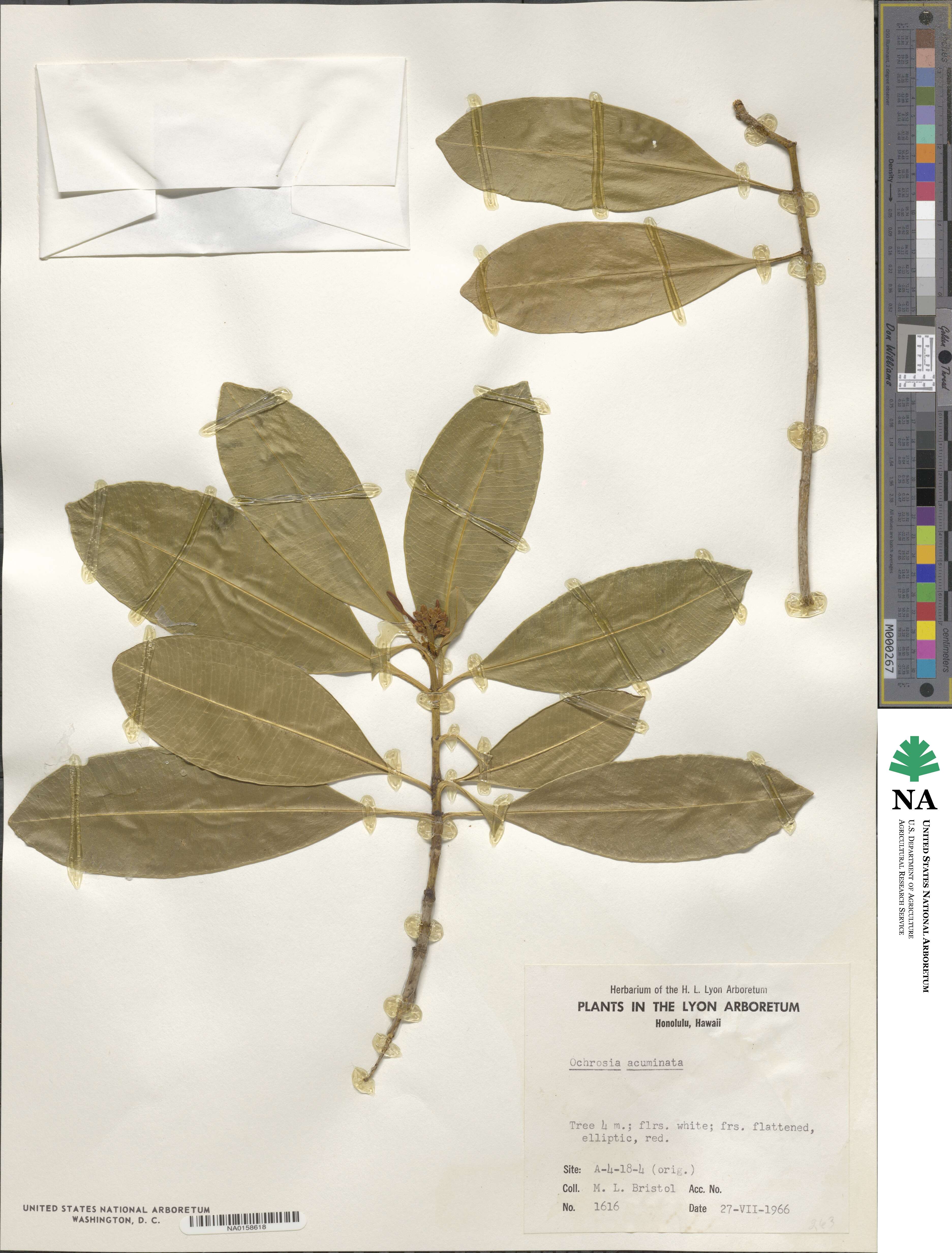 Ochrosia acuminata image