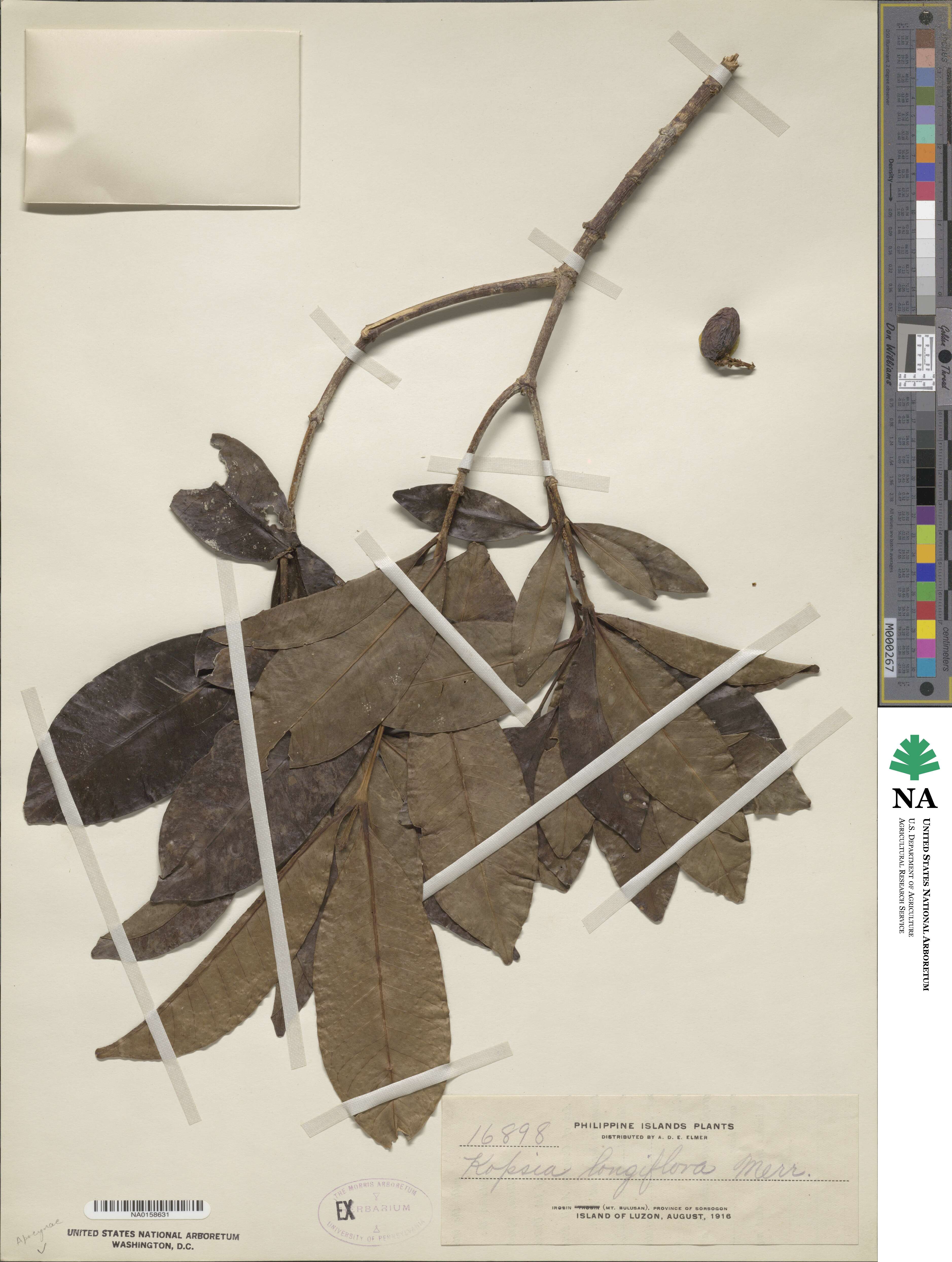 Kopsia longiflora image