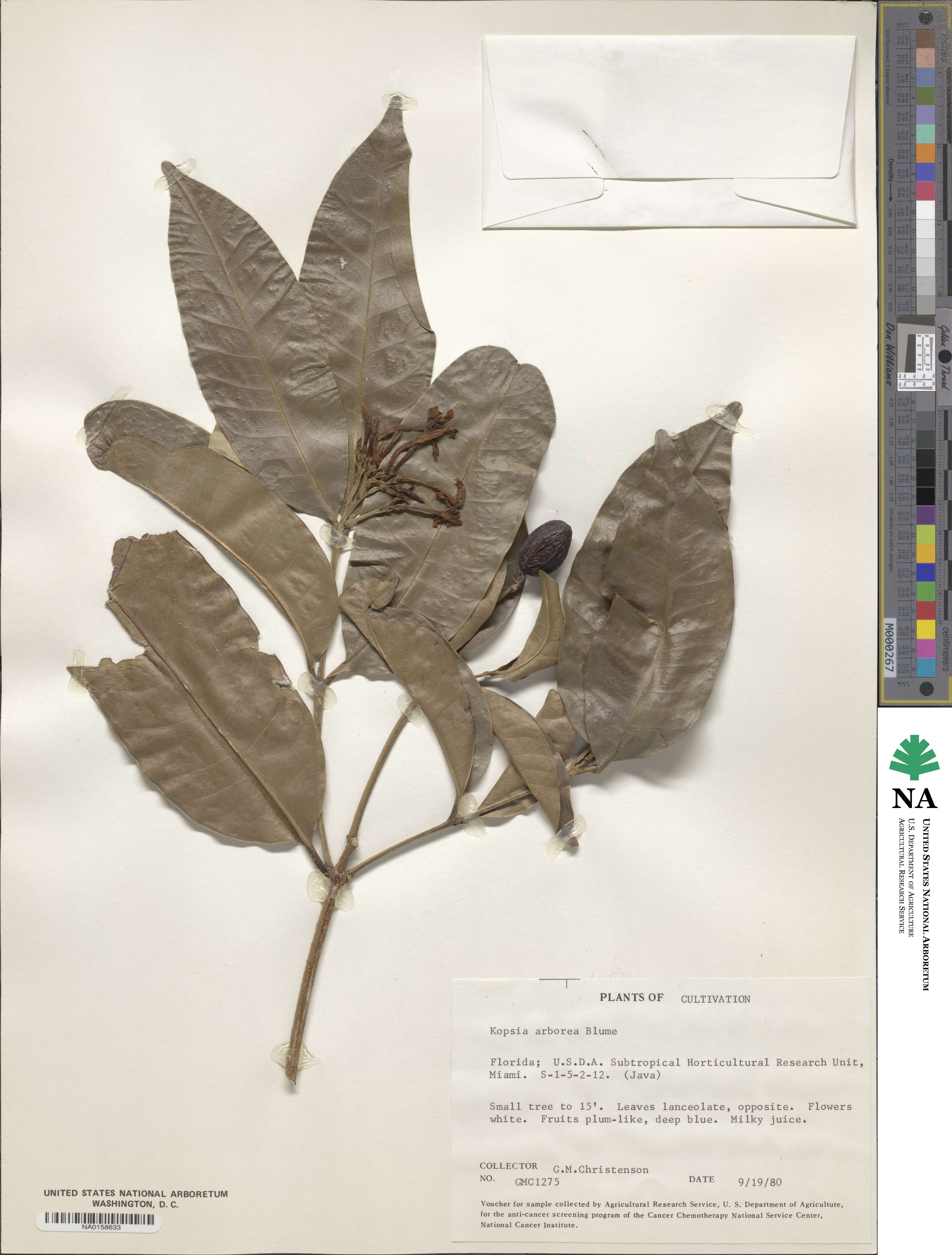 Kopsia arborea image