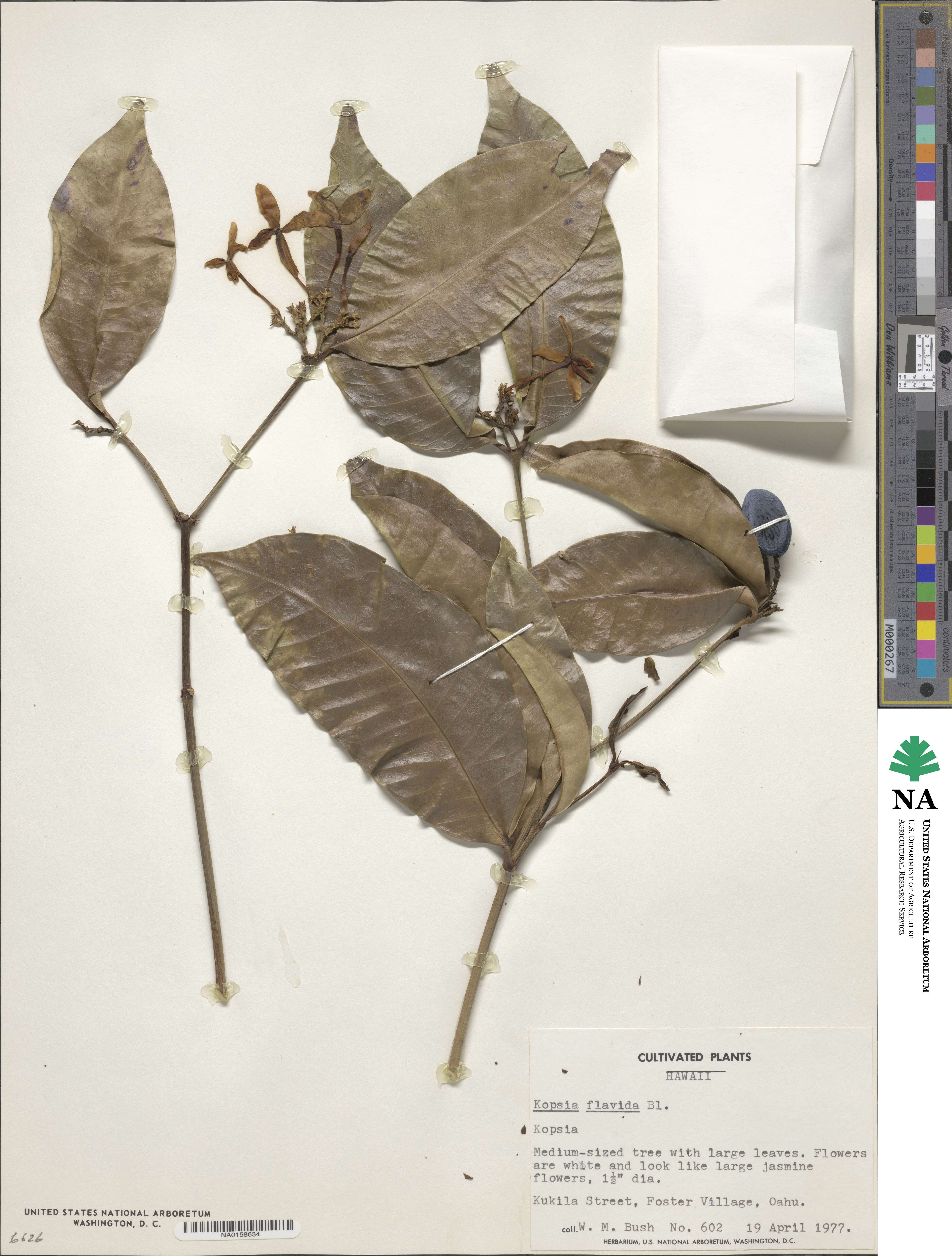 Kopsia flavida image