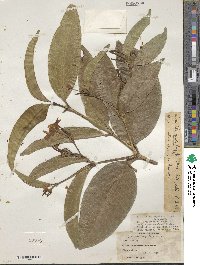 Kopsia longiflora image
