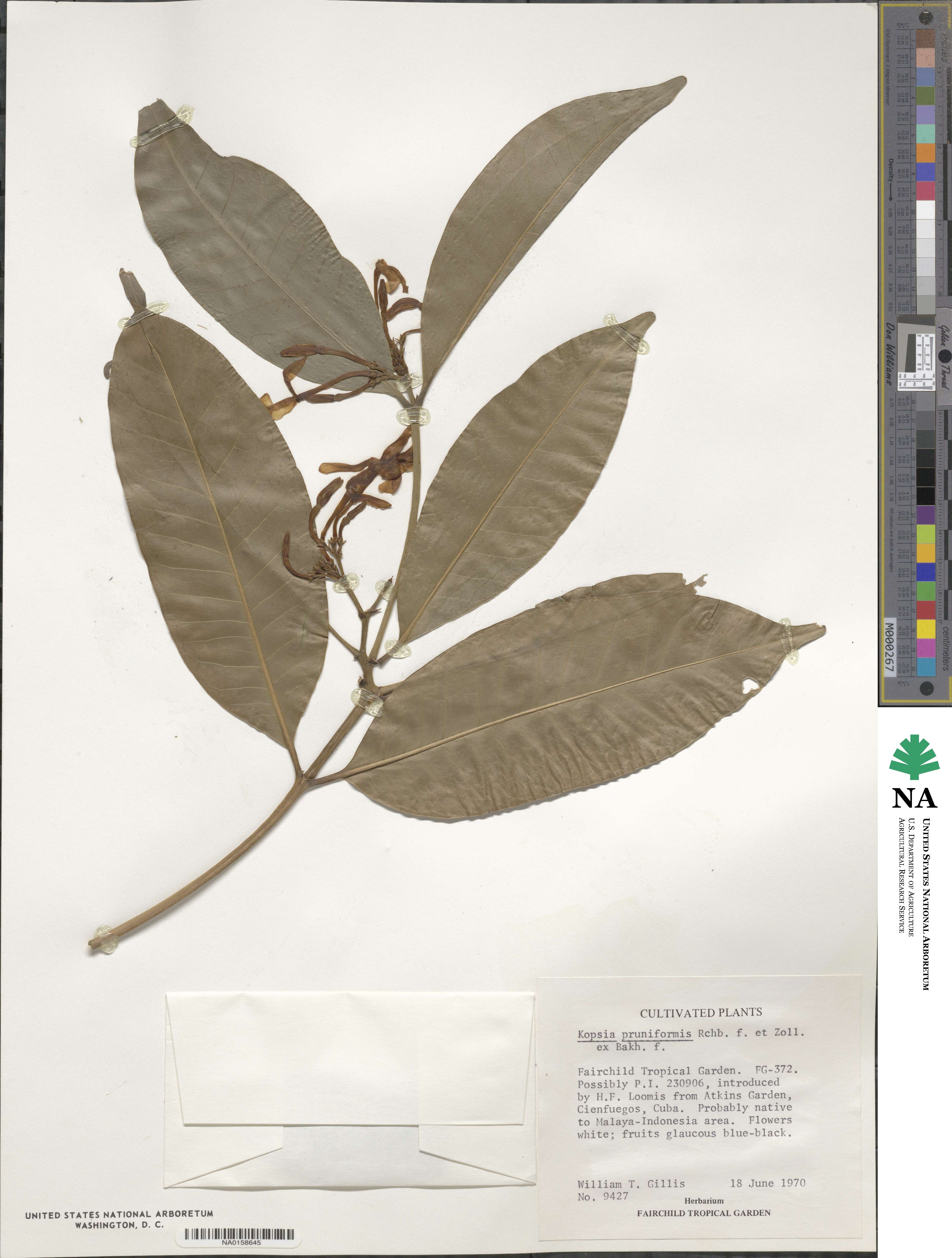 Kopsia arborea image