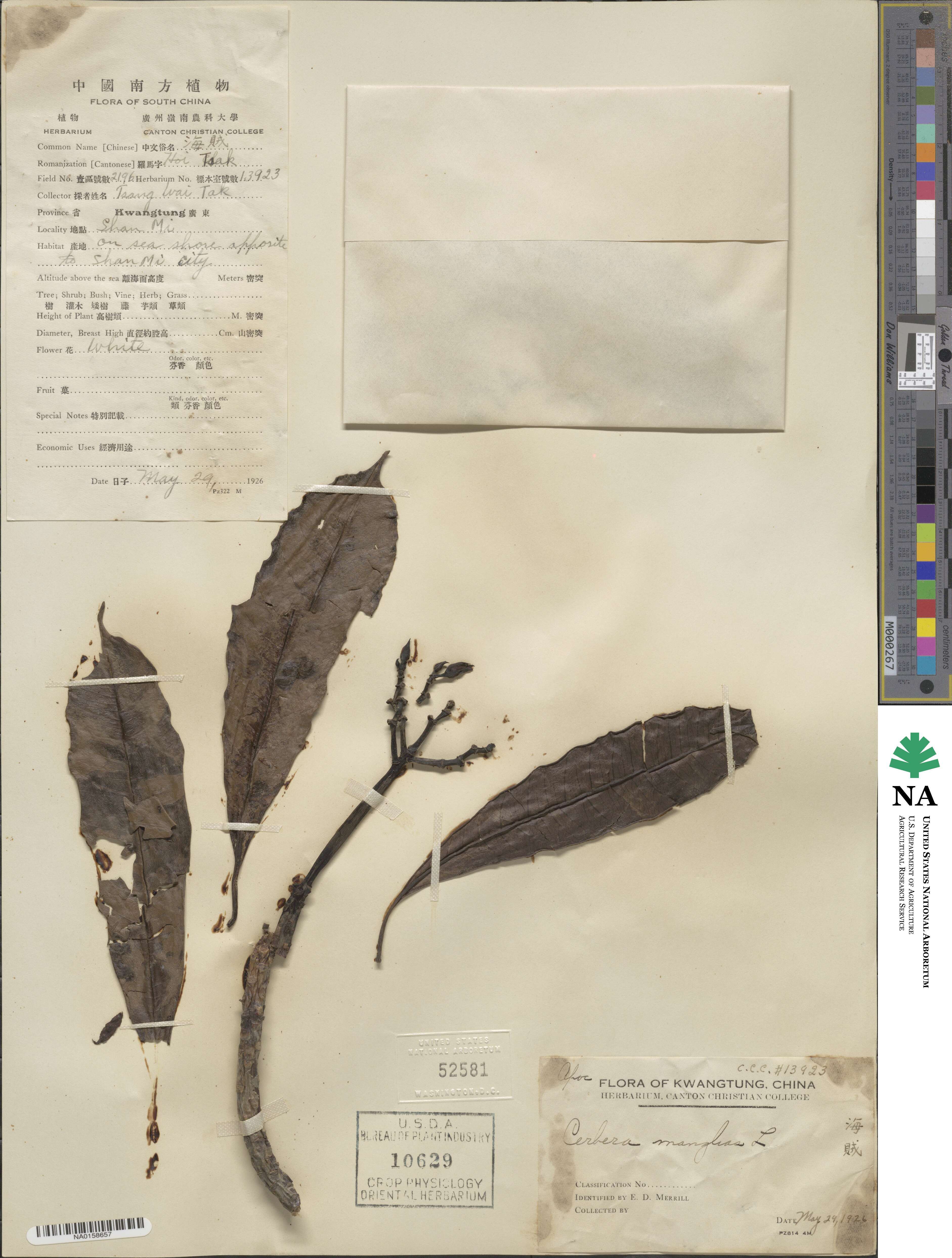 Cerbera manghas image