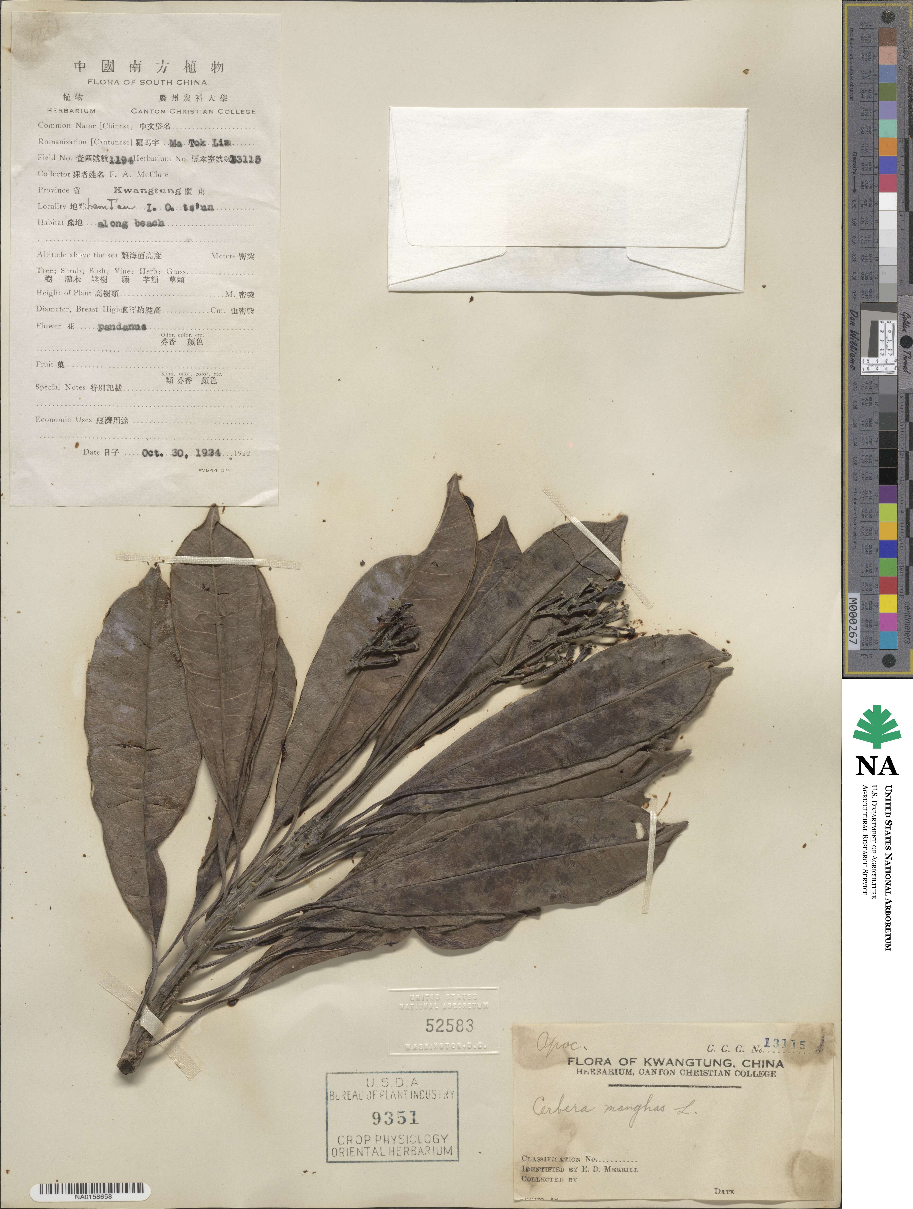 Cerbera manghas image