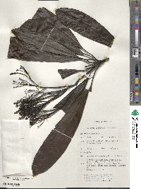 Image of Cerbera floribunda