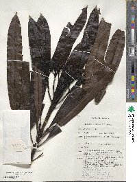 Image of Cerbera inflata