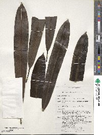 Cerbera inflata image