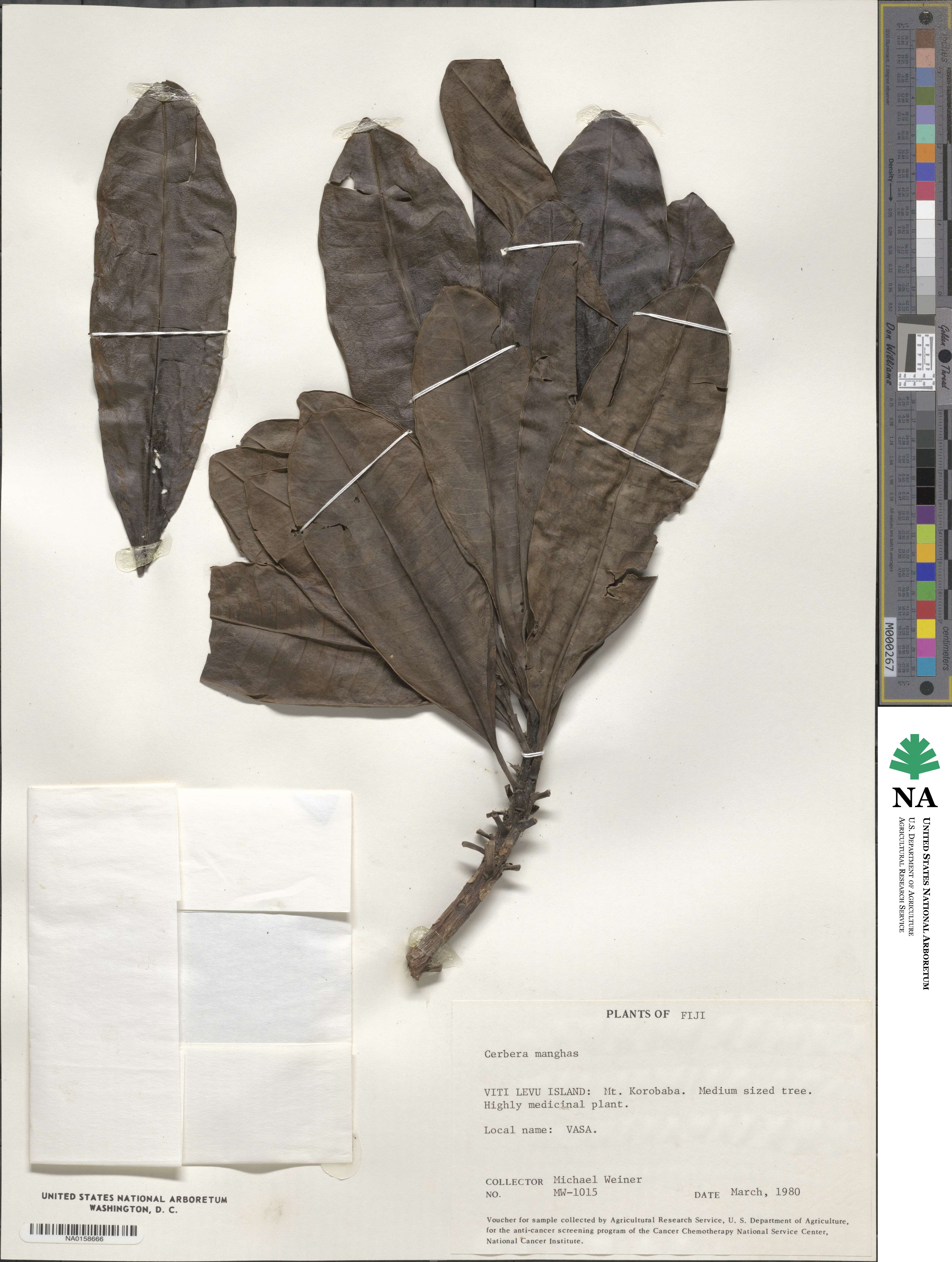 Cerbera manghas image