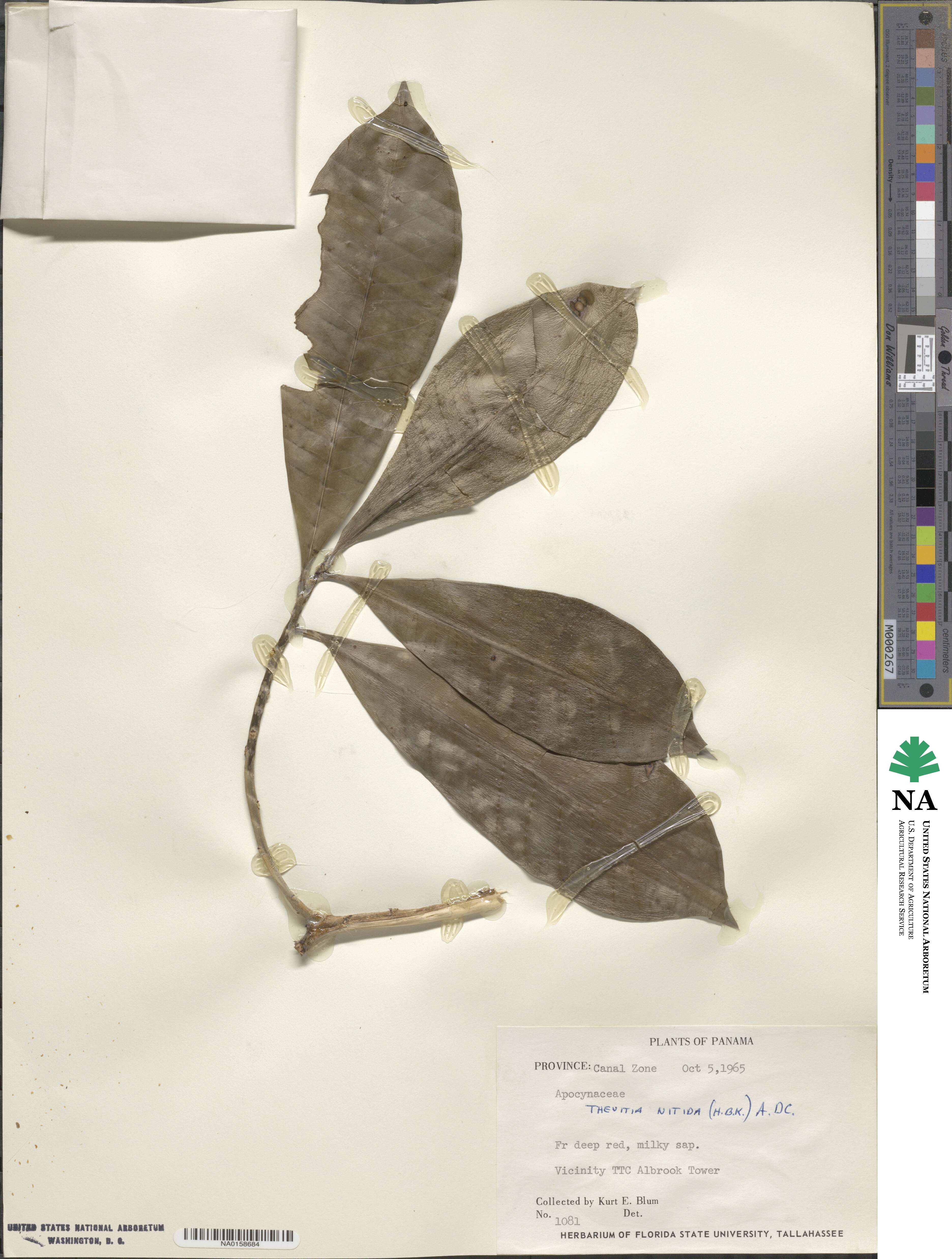 Thevetia ahouai image