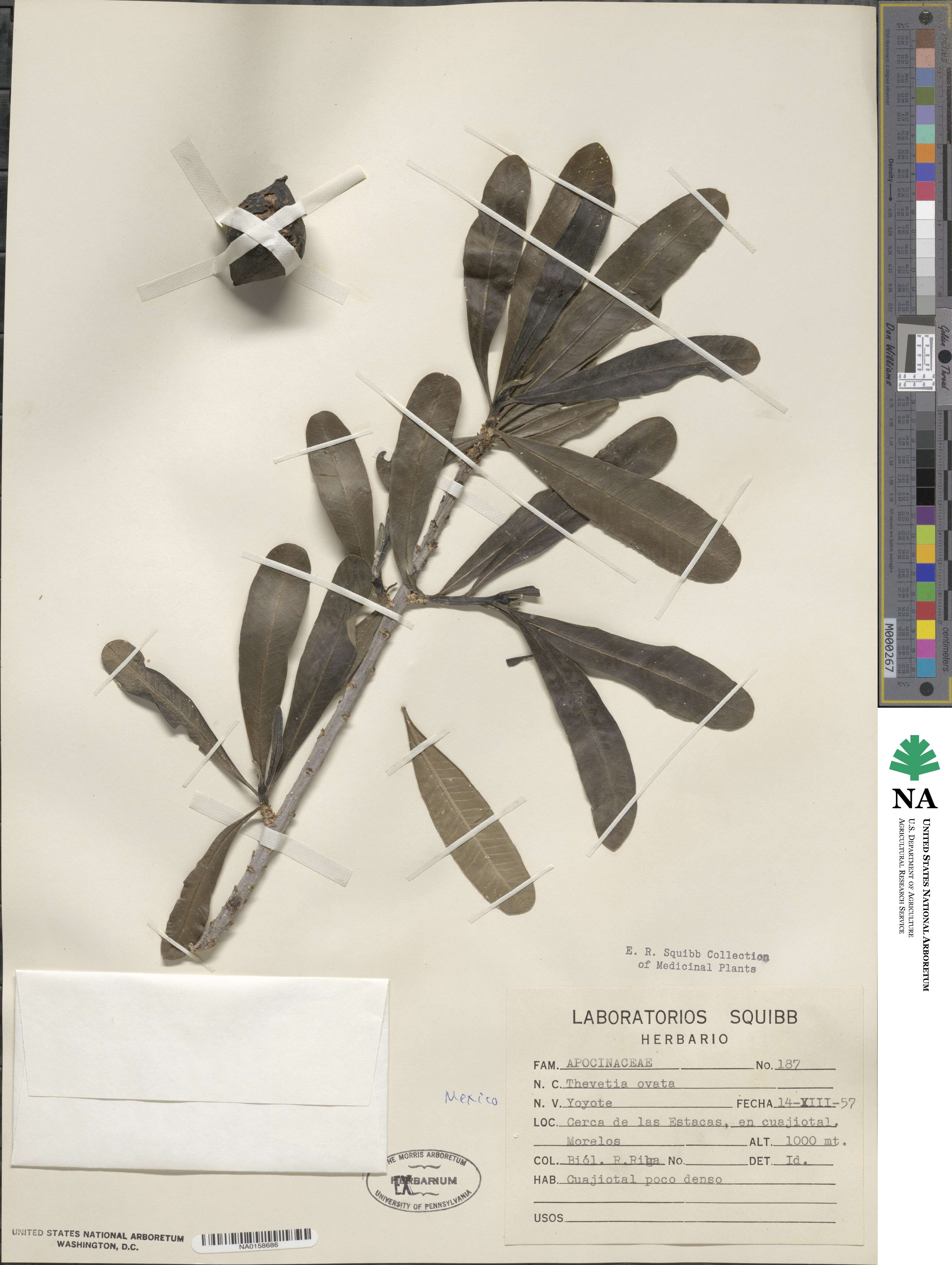 Cascabela ovata image