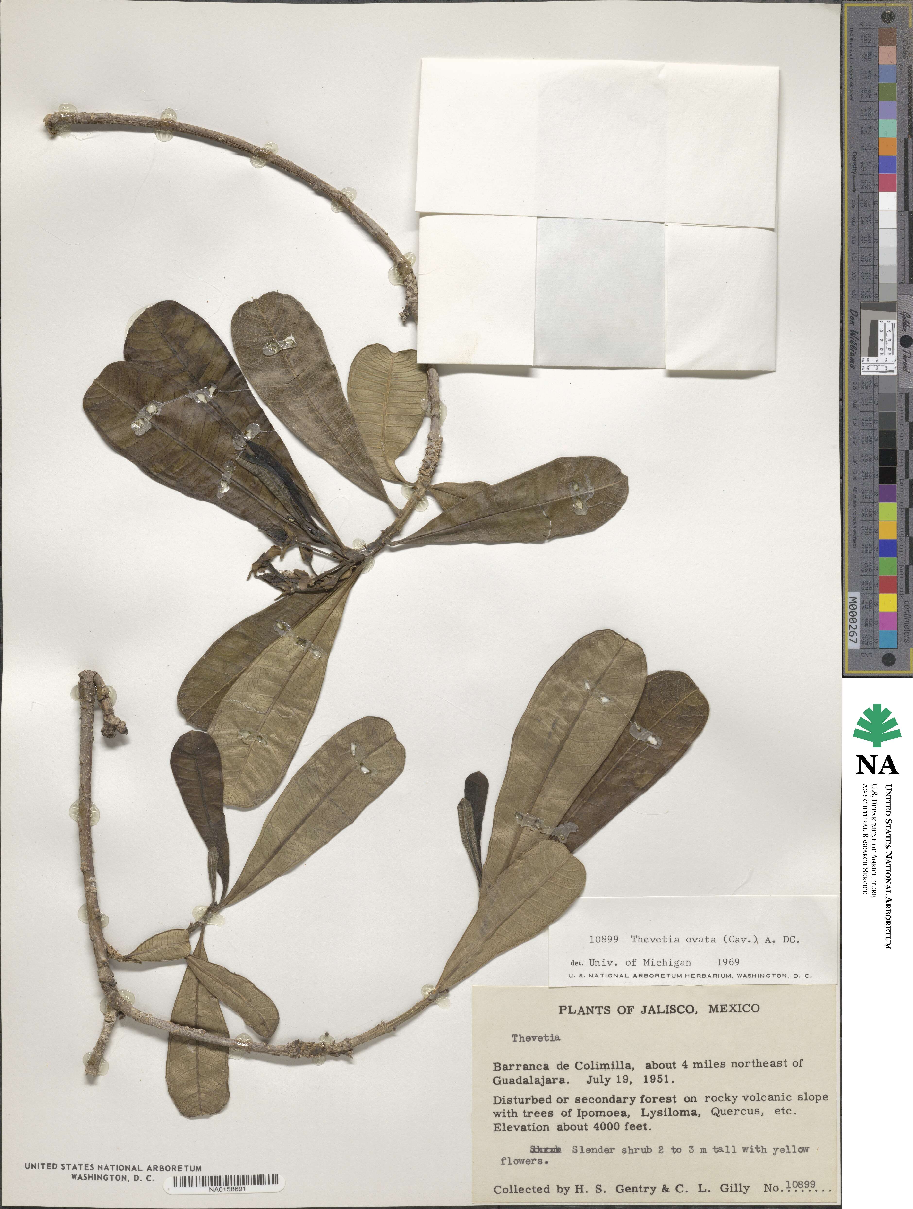 Cascabela ovata image