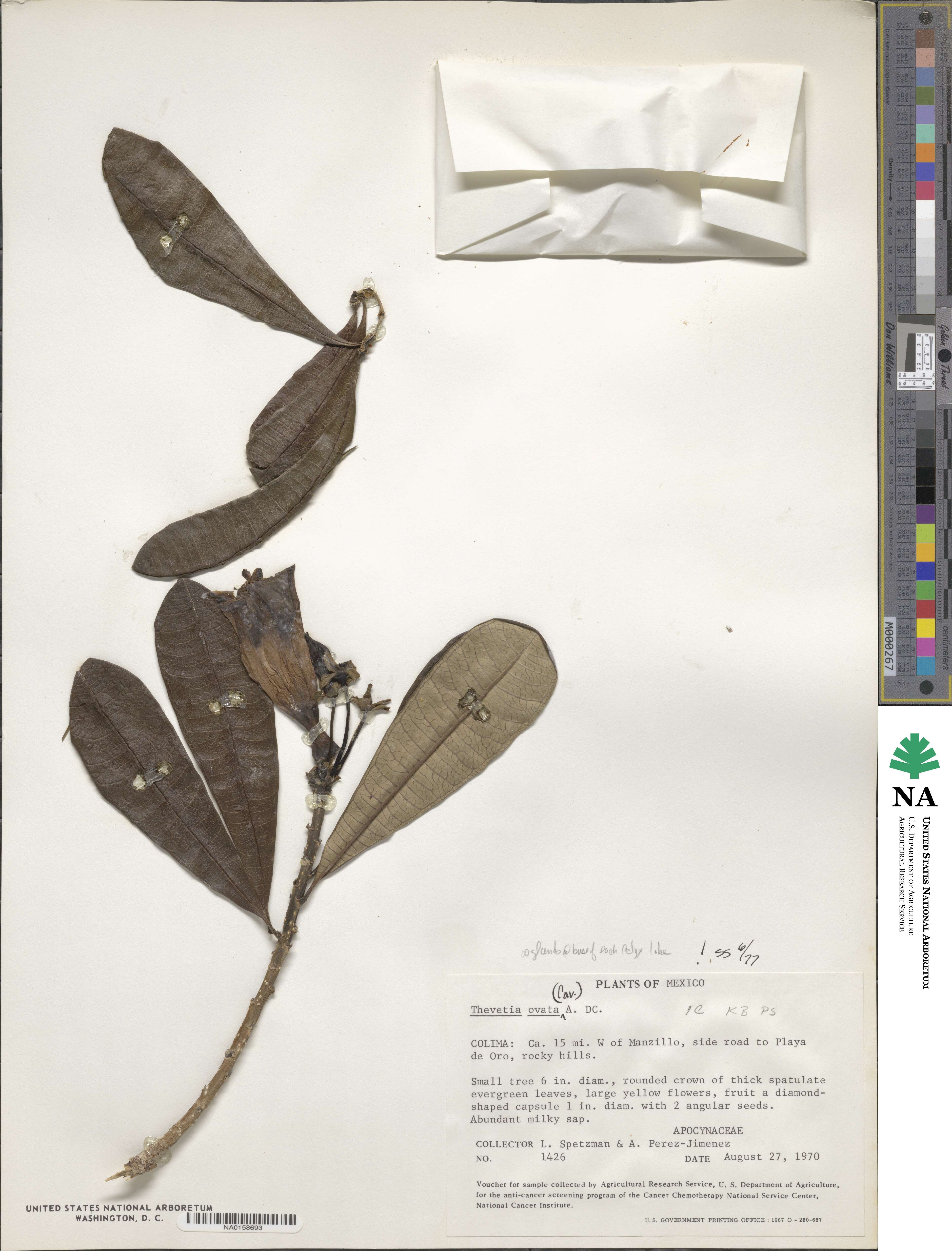 Cascabela ovata image
