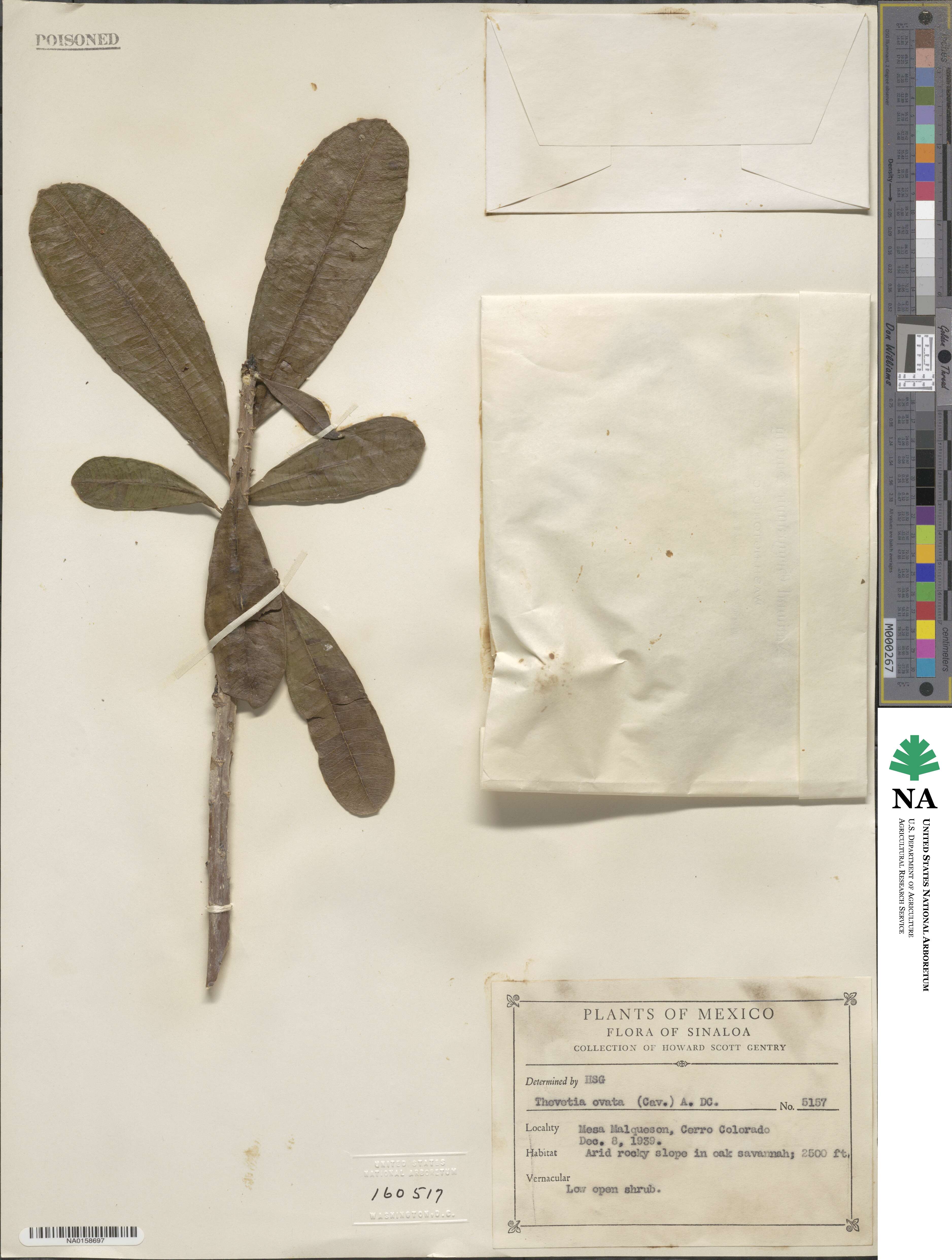 Cascabela ovata image