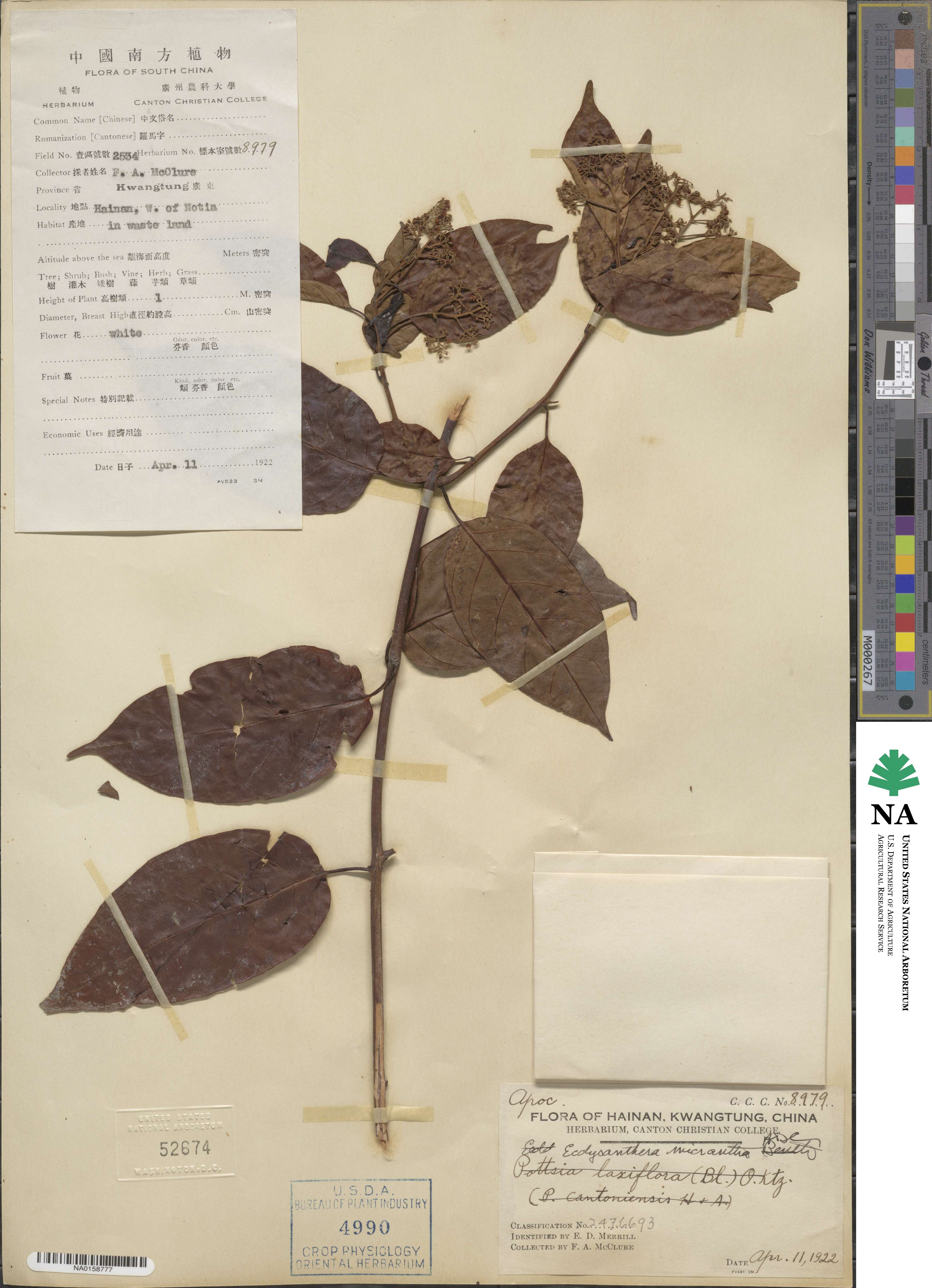Micrechites serpyllifolia image