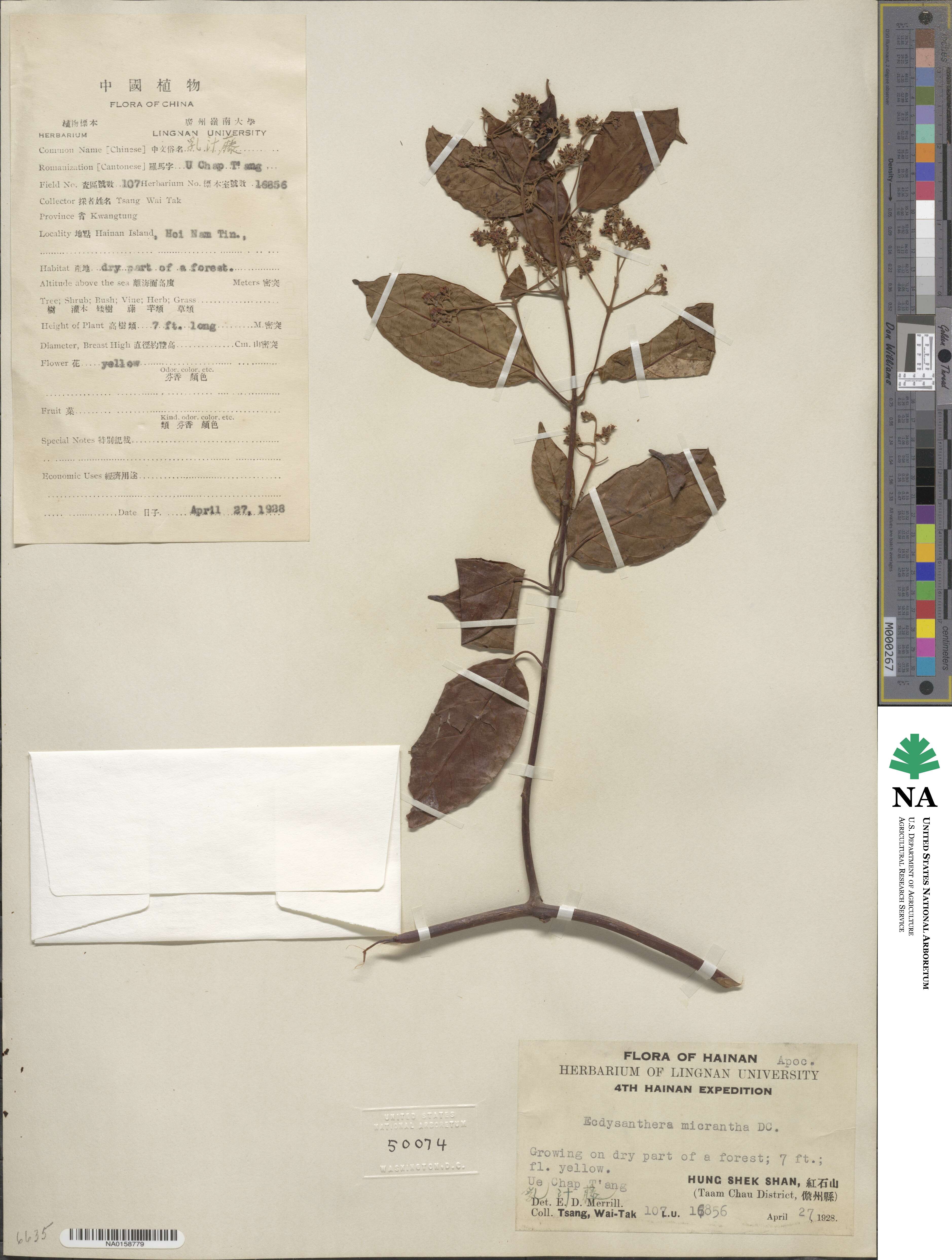 Micrechites serpyllifolia image