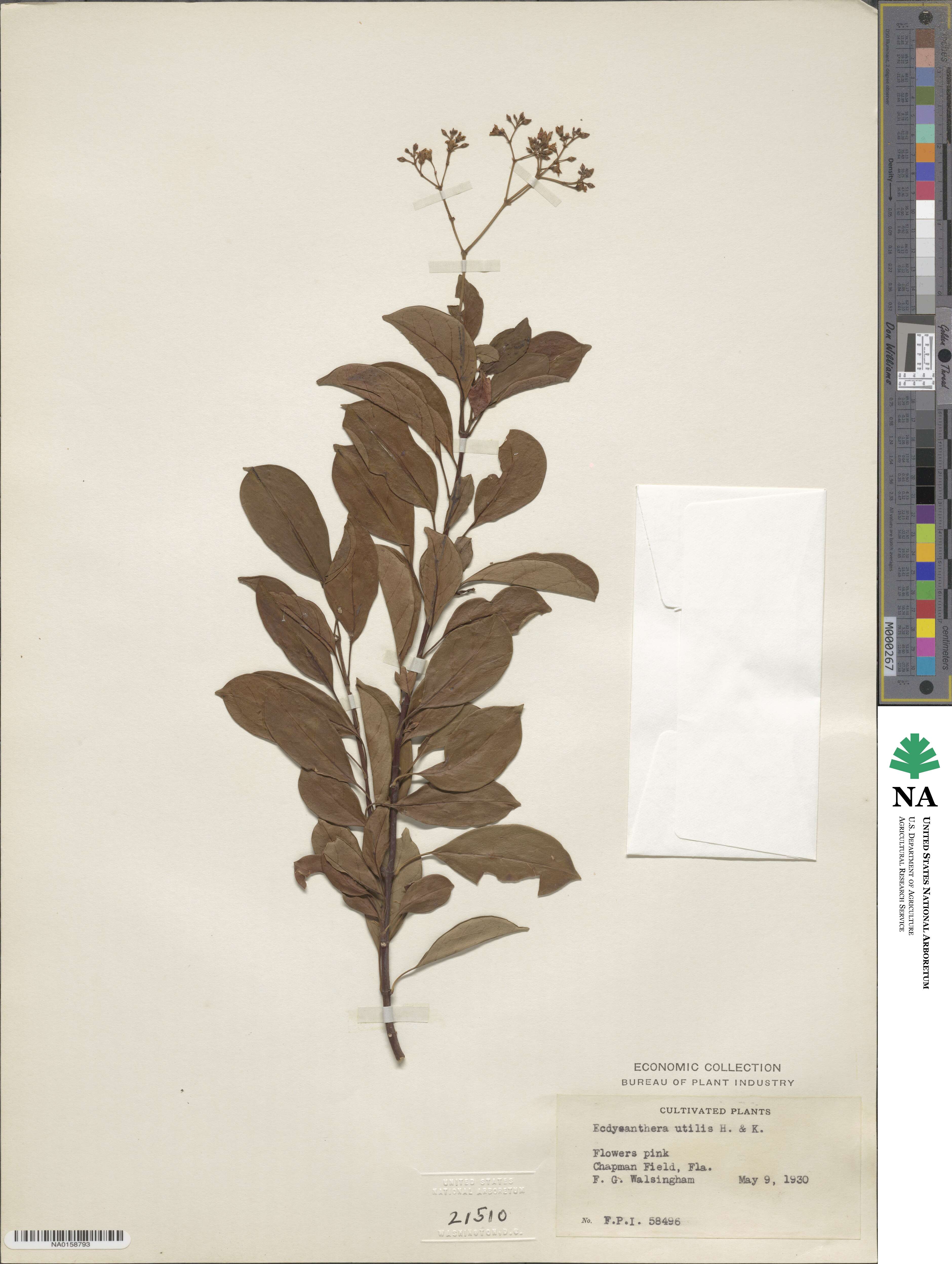 Urceola micrantha image