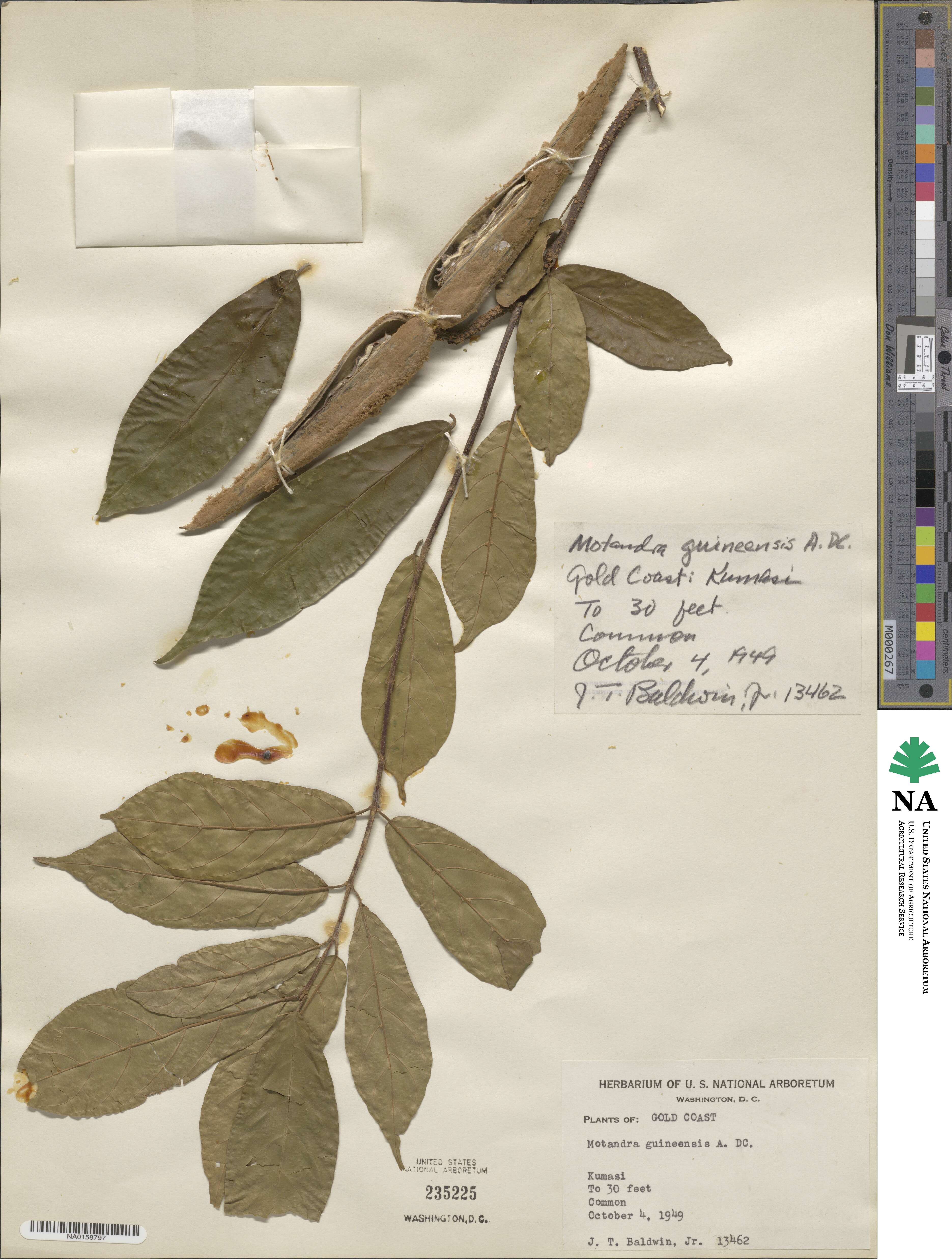 Motandra paniculata image